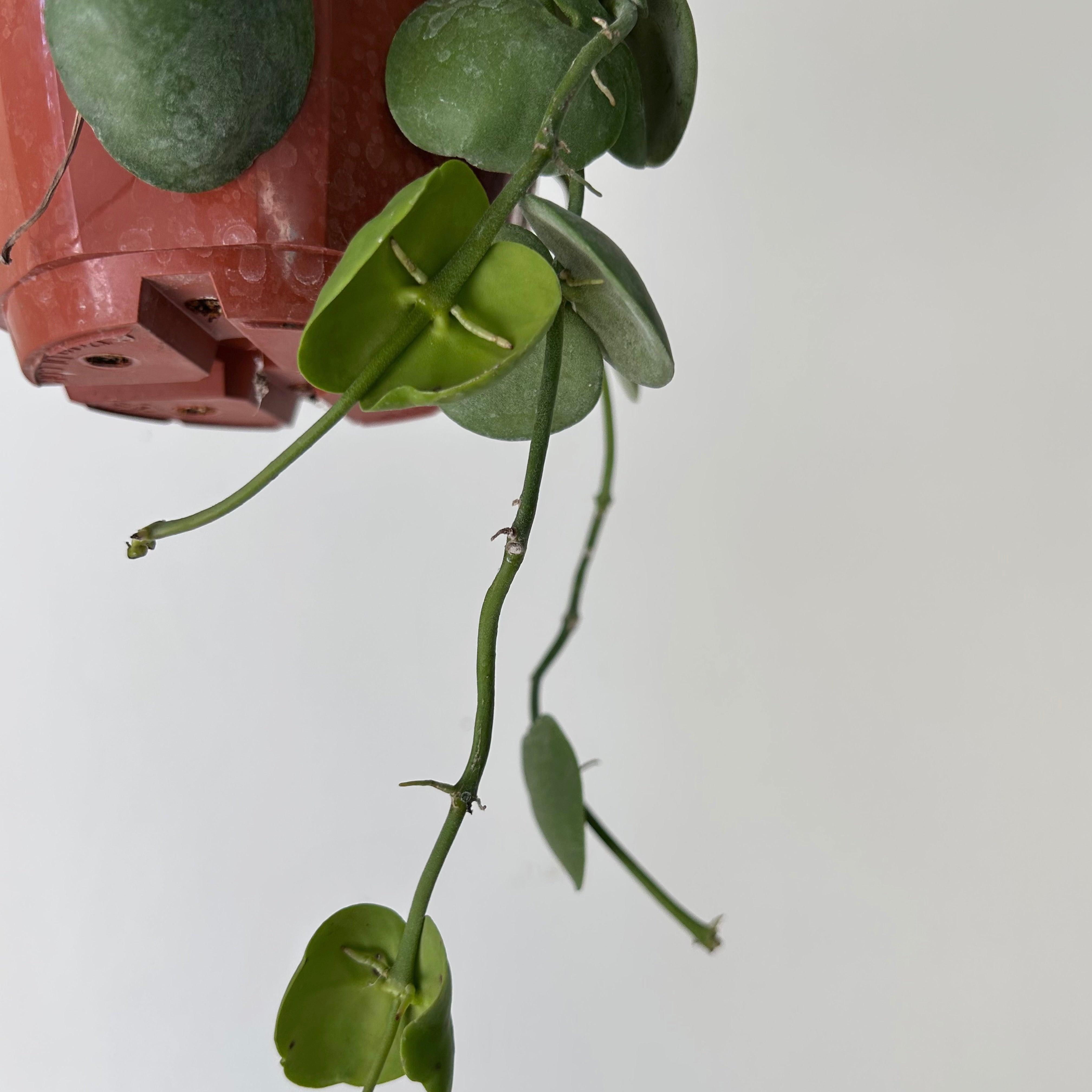 Dischidia platyphylla 4.5” hanging basket