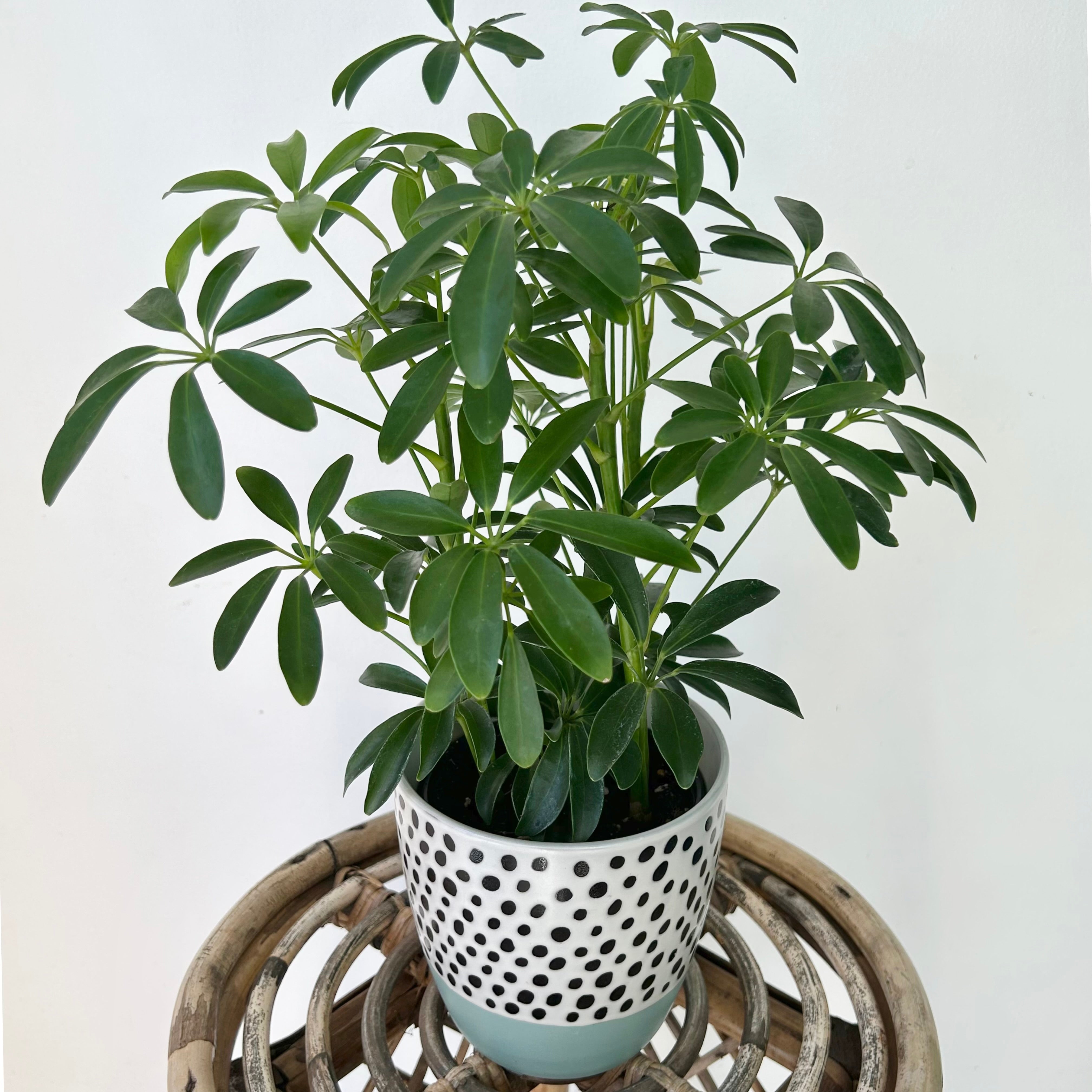 Dwarf Umbrella Tree (Schefflera arboricola) 4”pot