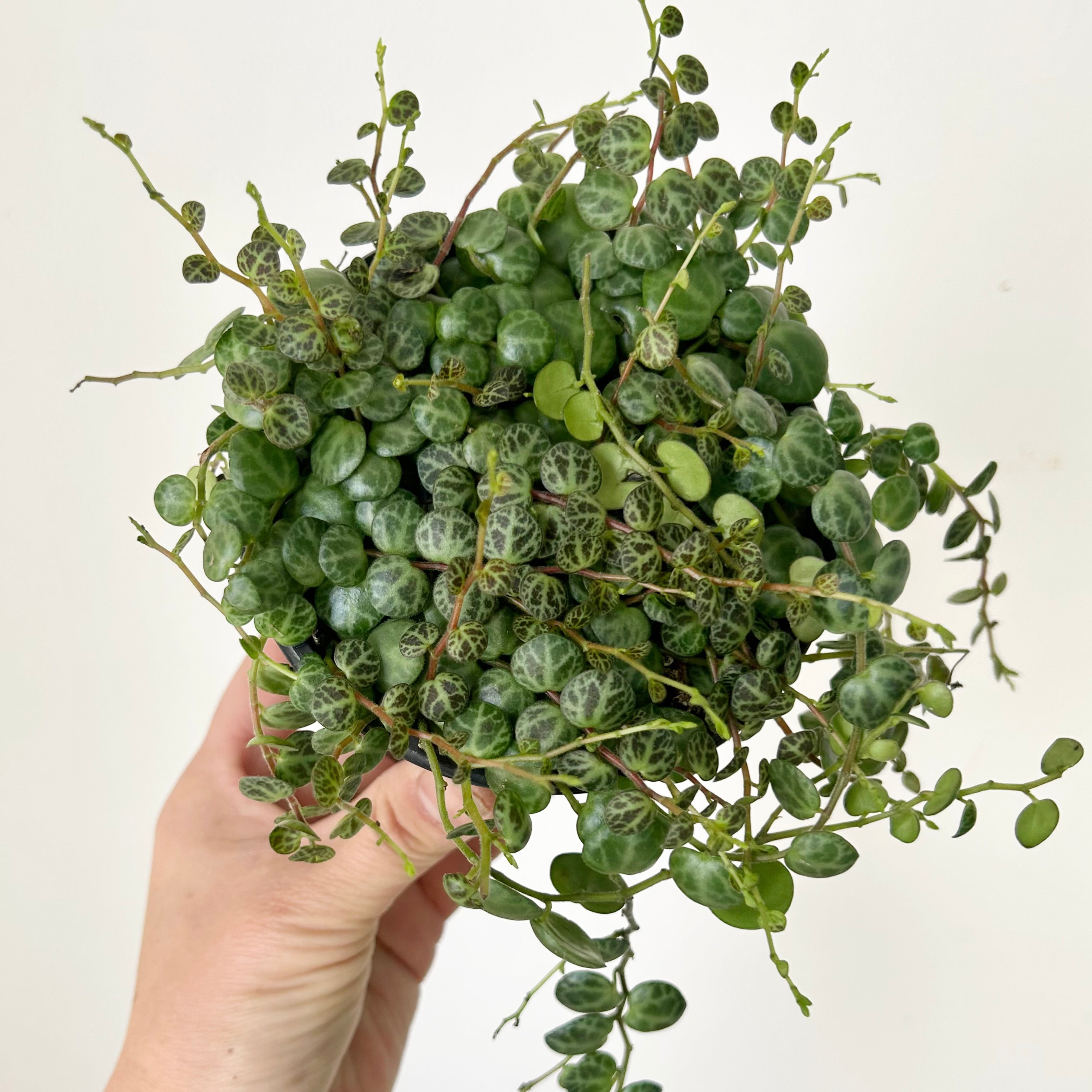 String of Turtles (Peperomia Prostrata) 4”pot