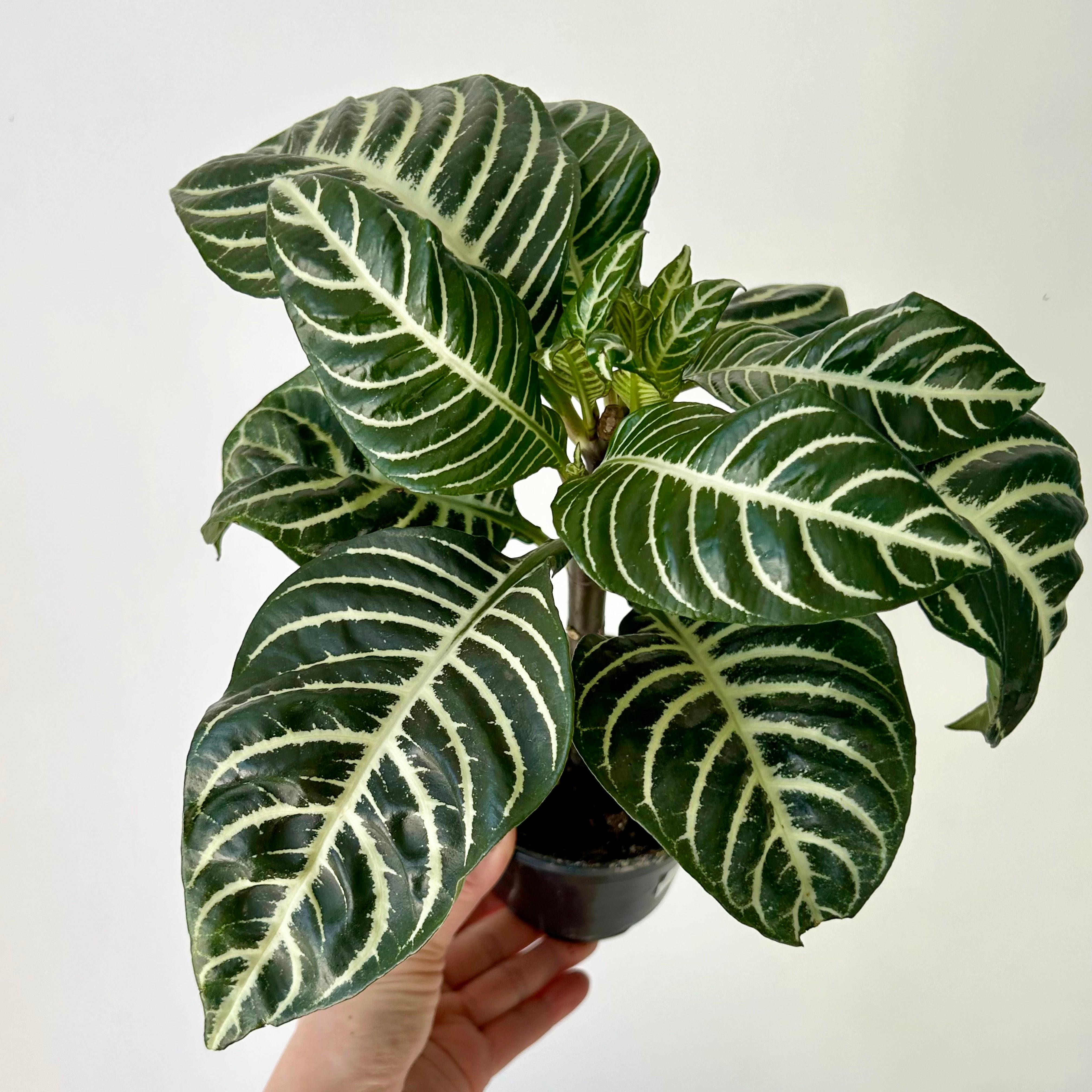 Zebra Plant (Aphelandra) 4" pot