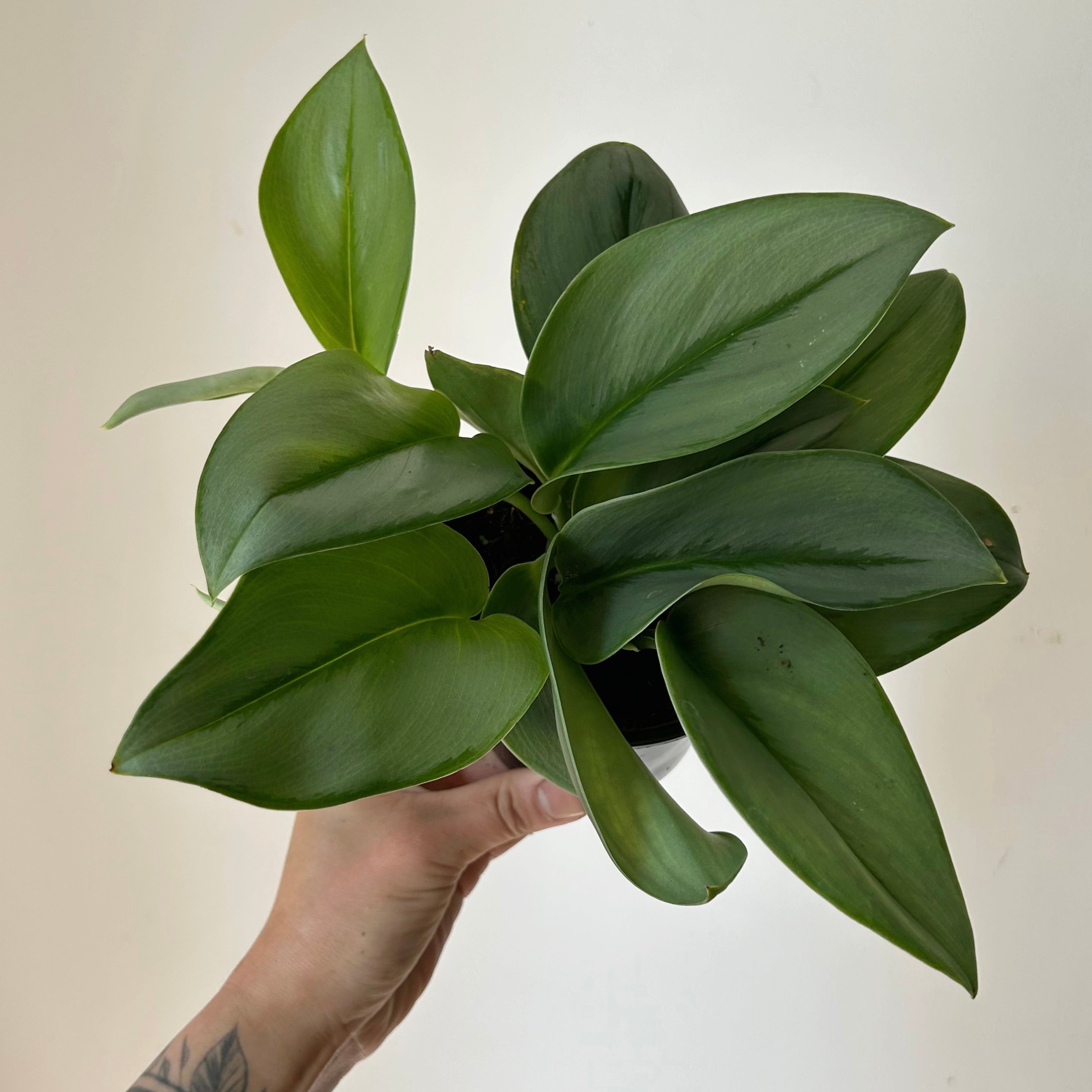 Scindapsus treubii "Moonlight" 3.5”pot