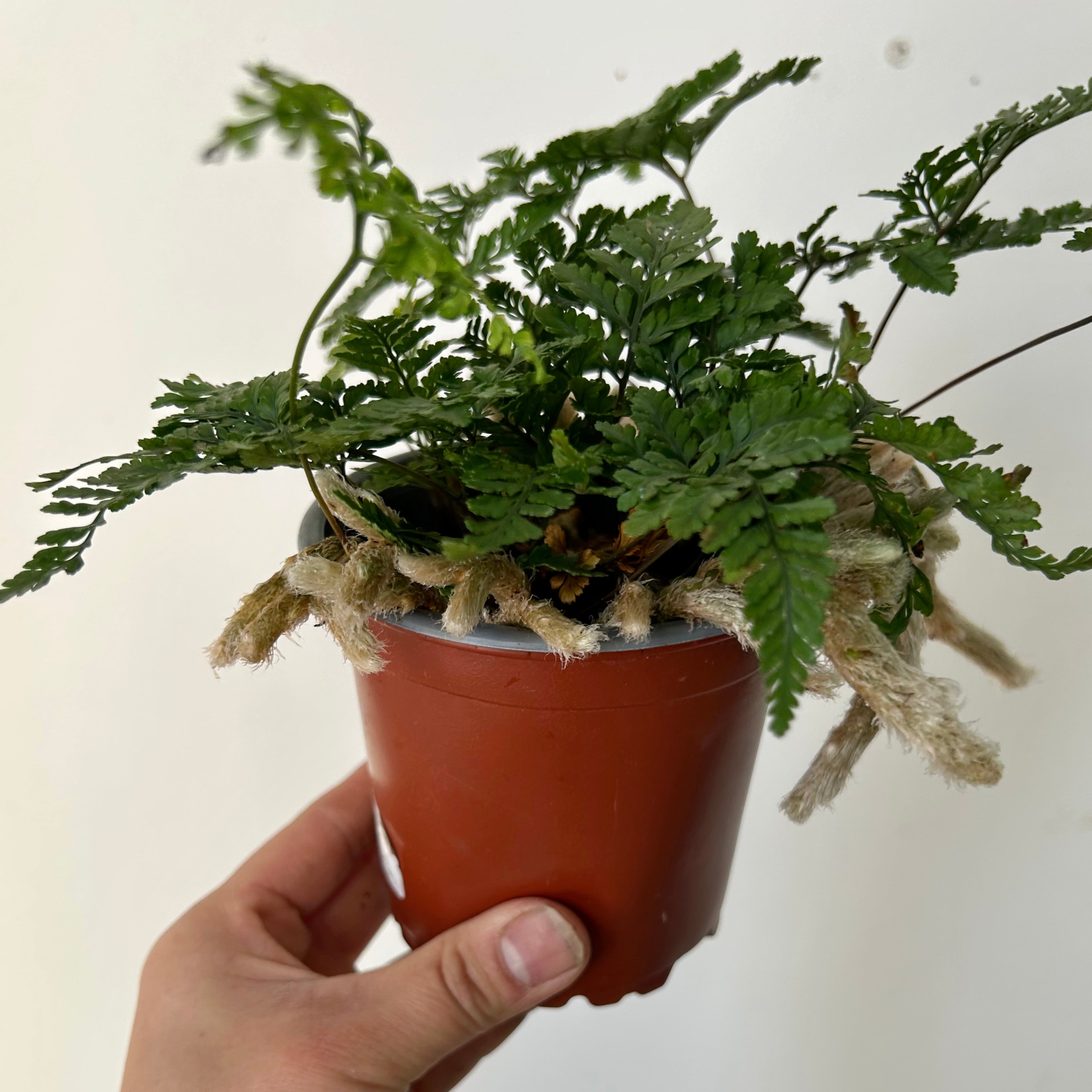 Rabbit foot fern 4” pot