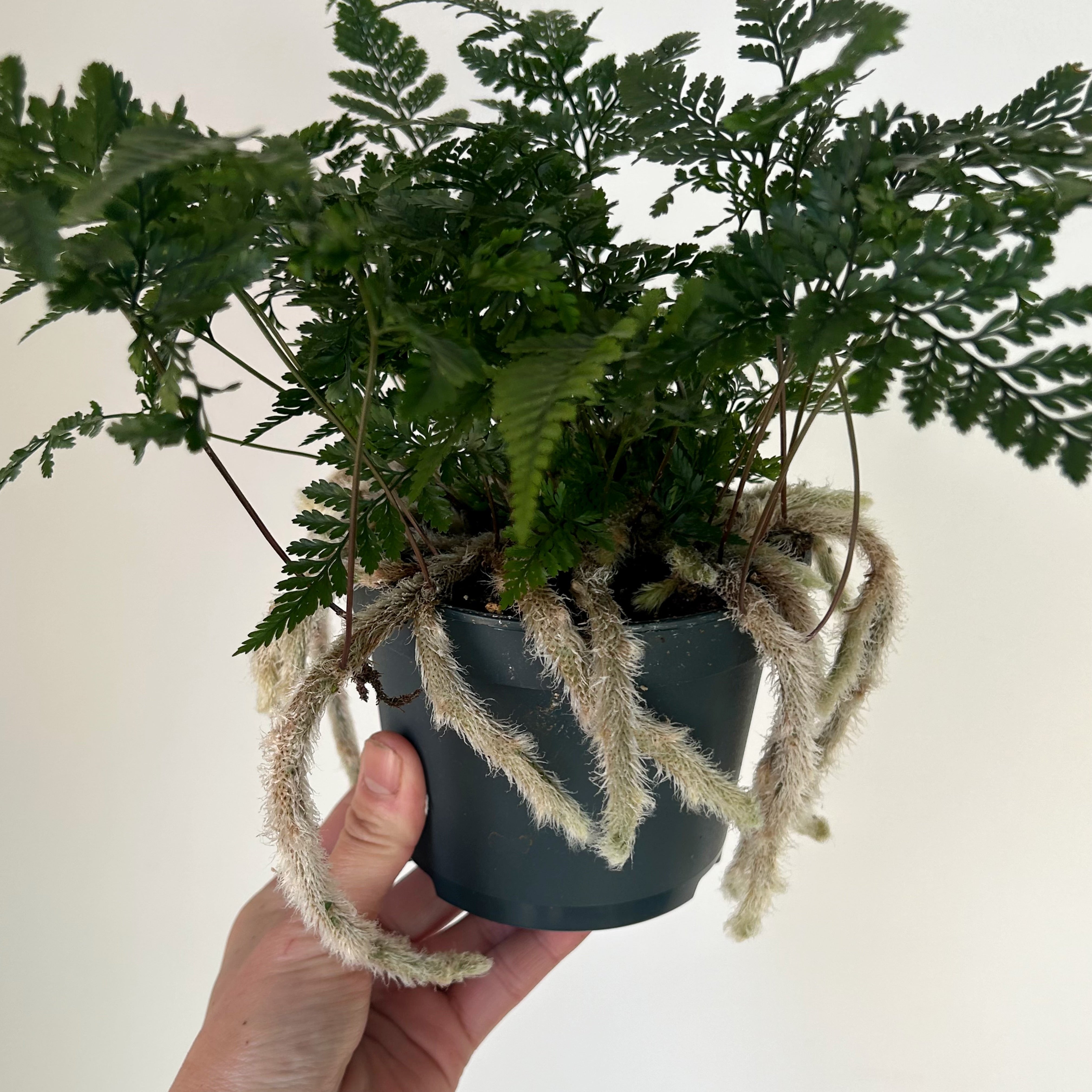 Rabbit foot fern 4” pot