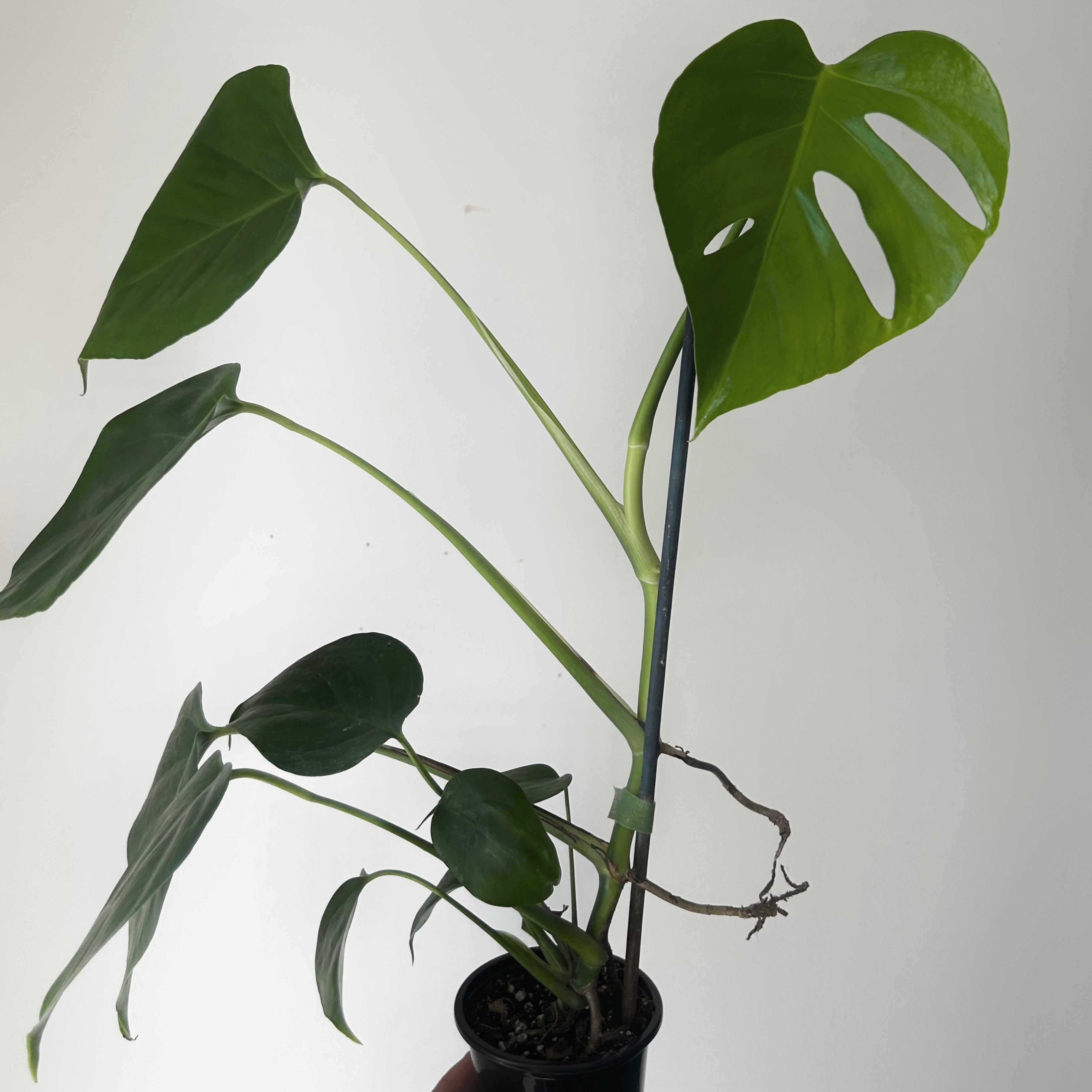 Monstera deliciosa “Sierrana”3.5” pot