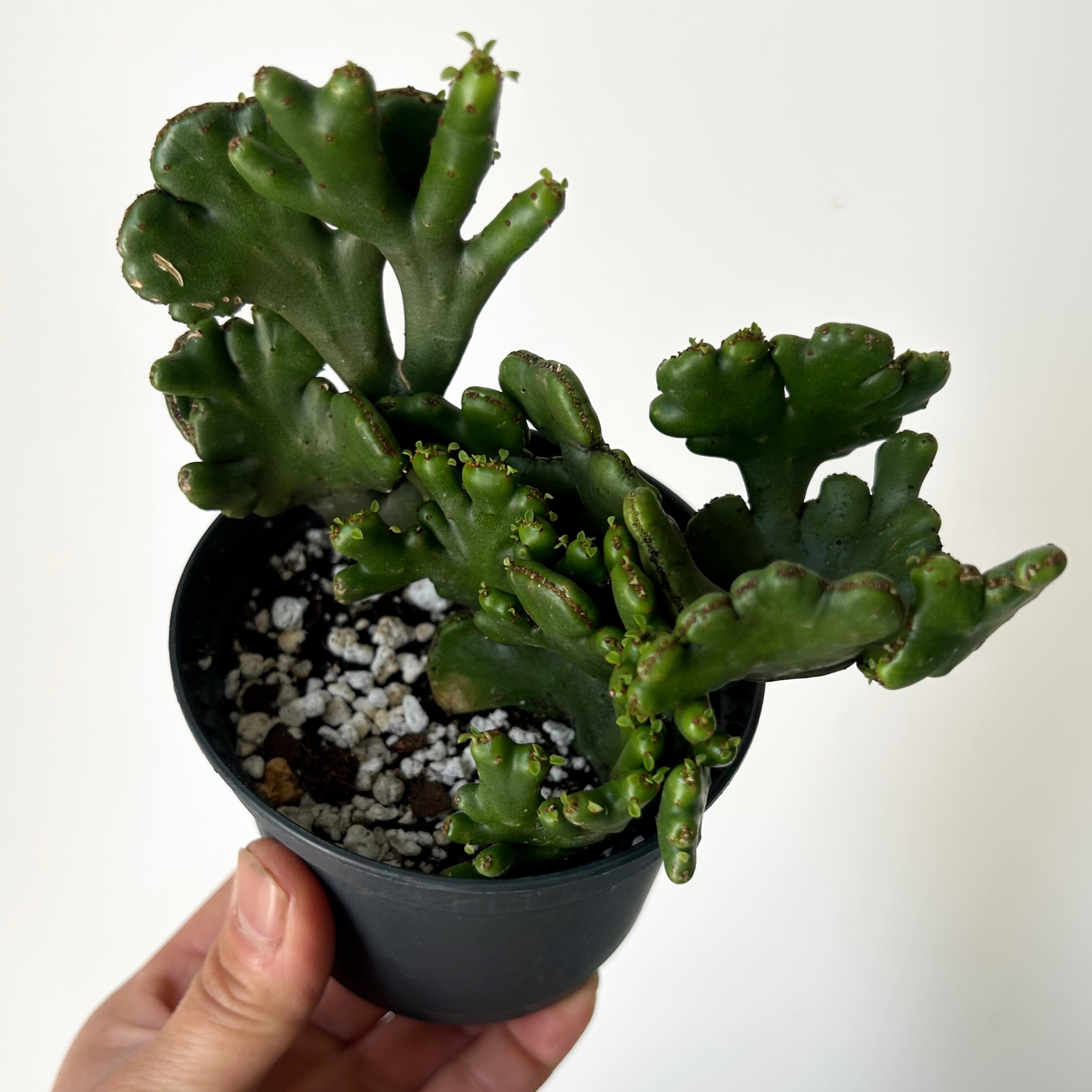 Euphorbia oncoclada cristata 3.5”pot