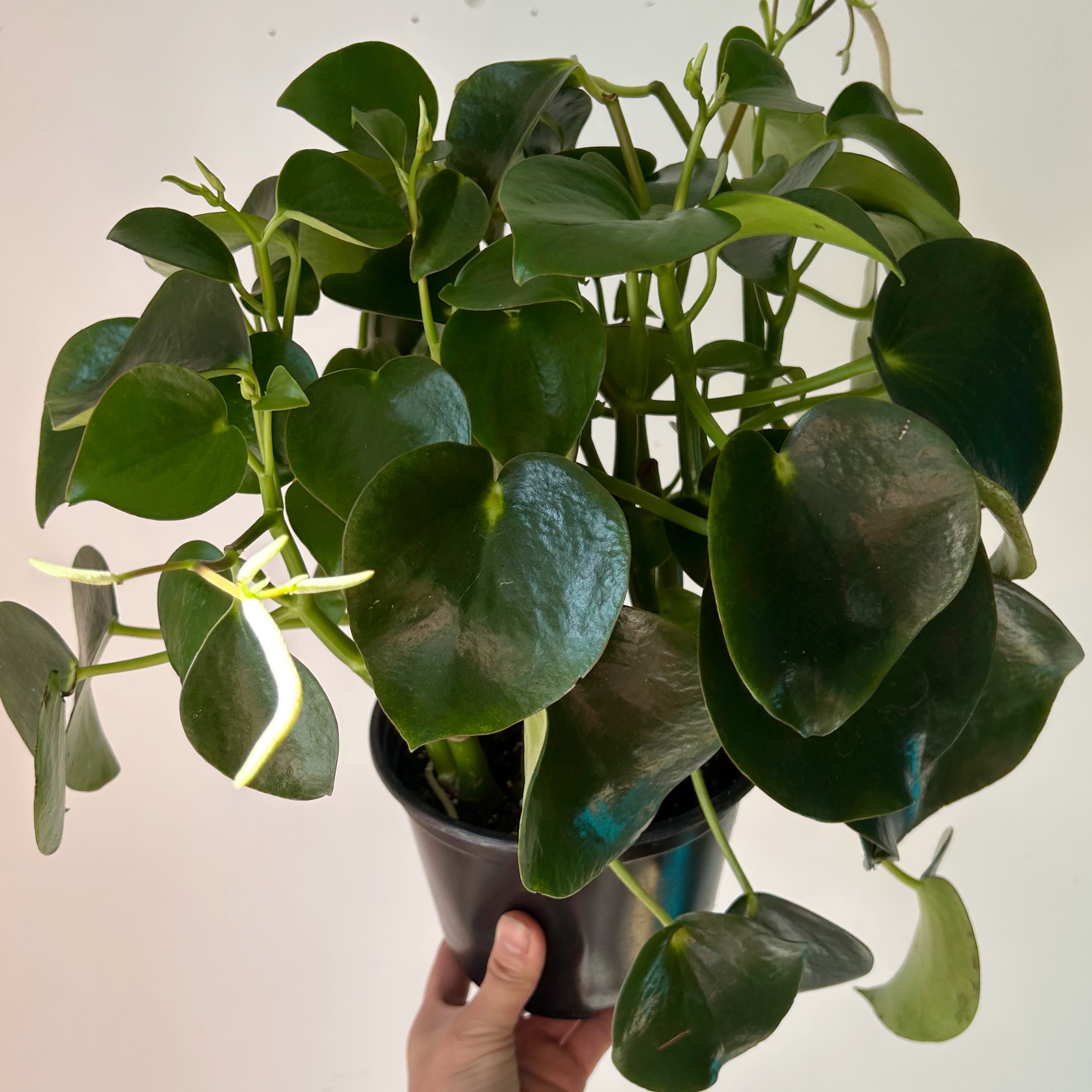 Peperomia “Raindrop” 6”pot