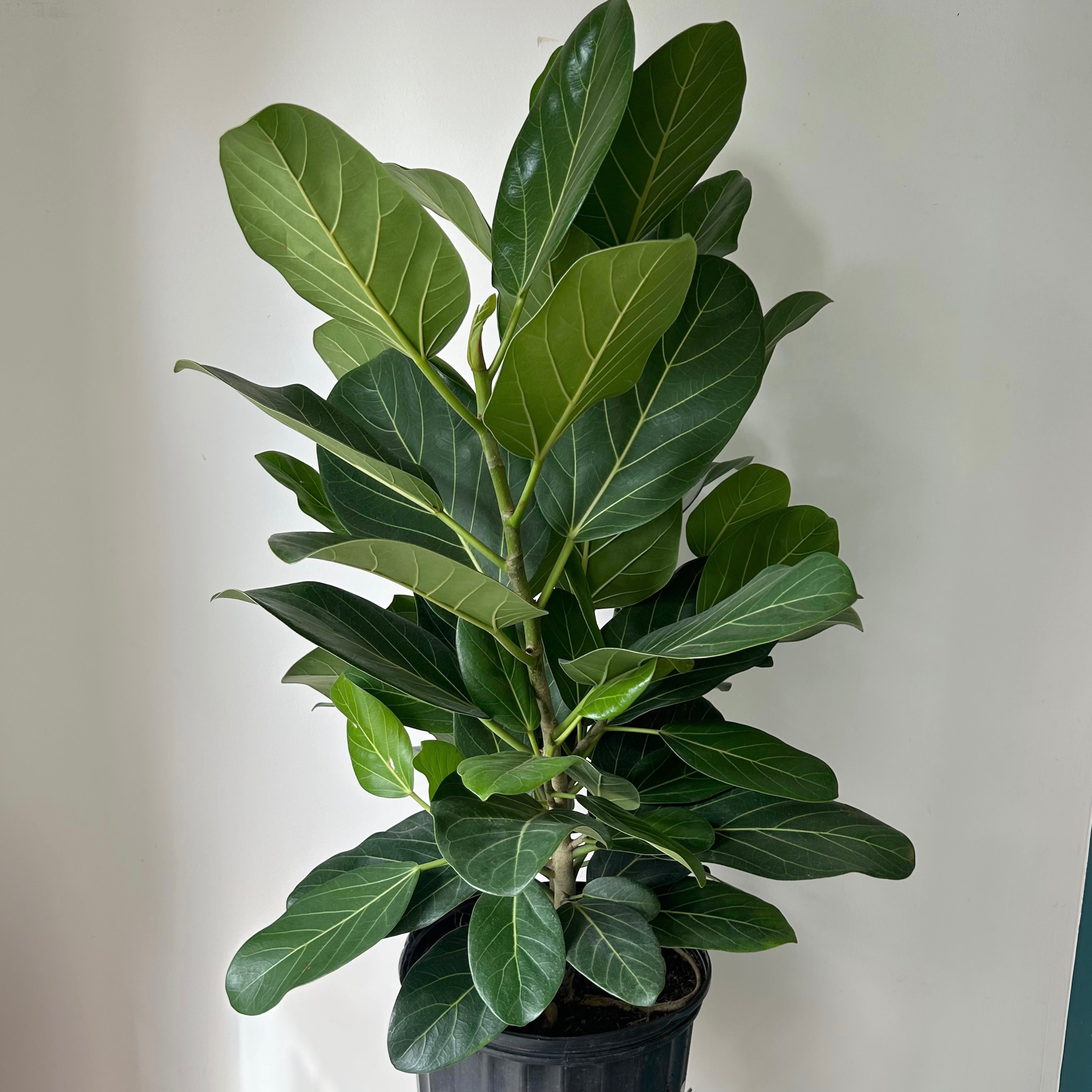Ficus “Audrey” Bush (approximately 3ft tall) 10"pot