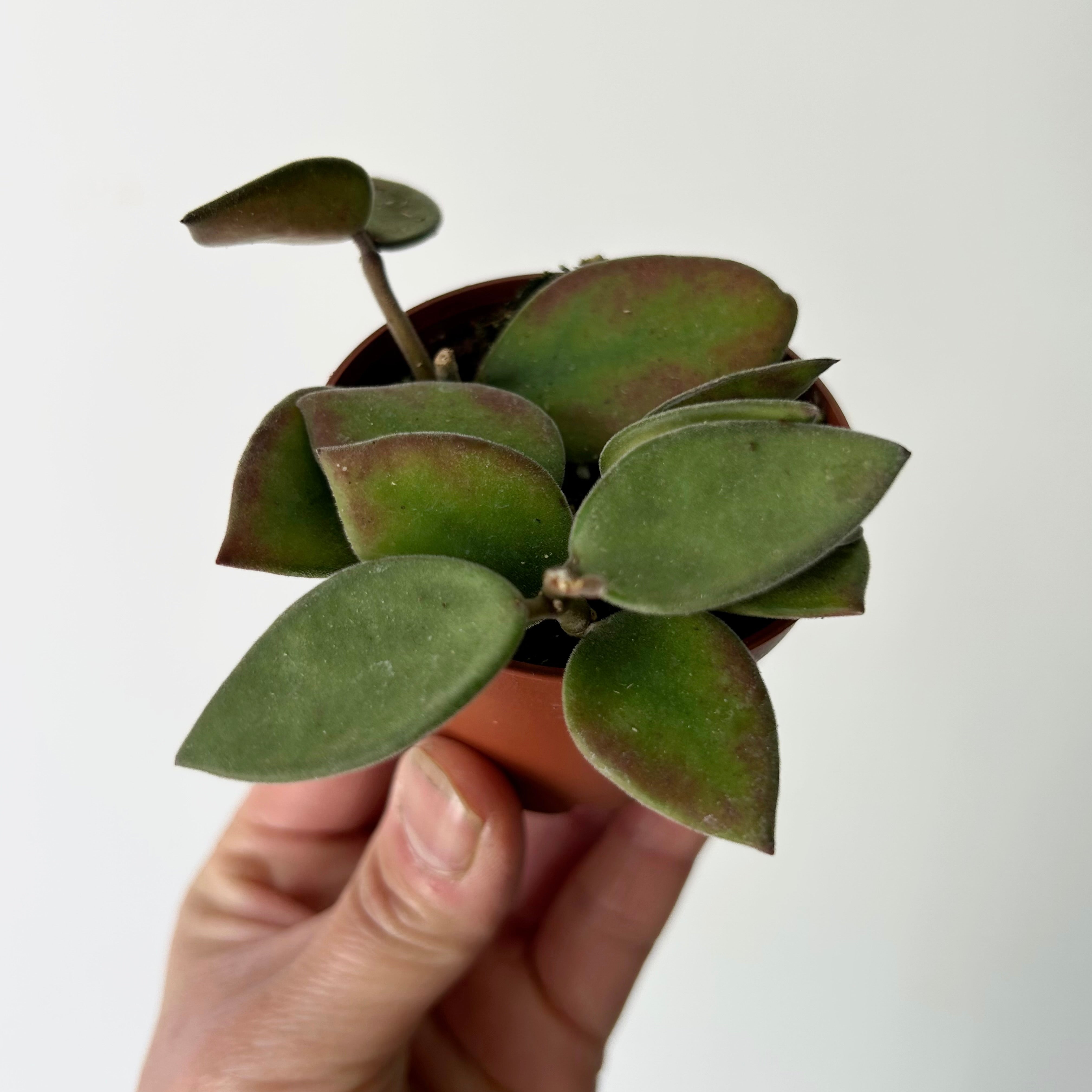 Hoya nummularioides 2.5”pot