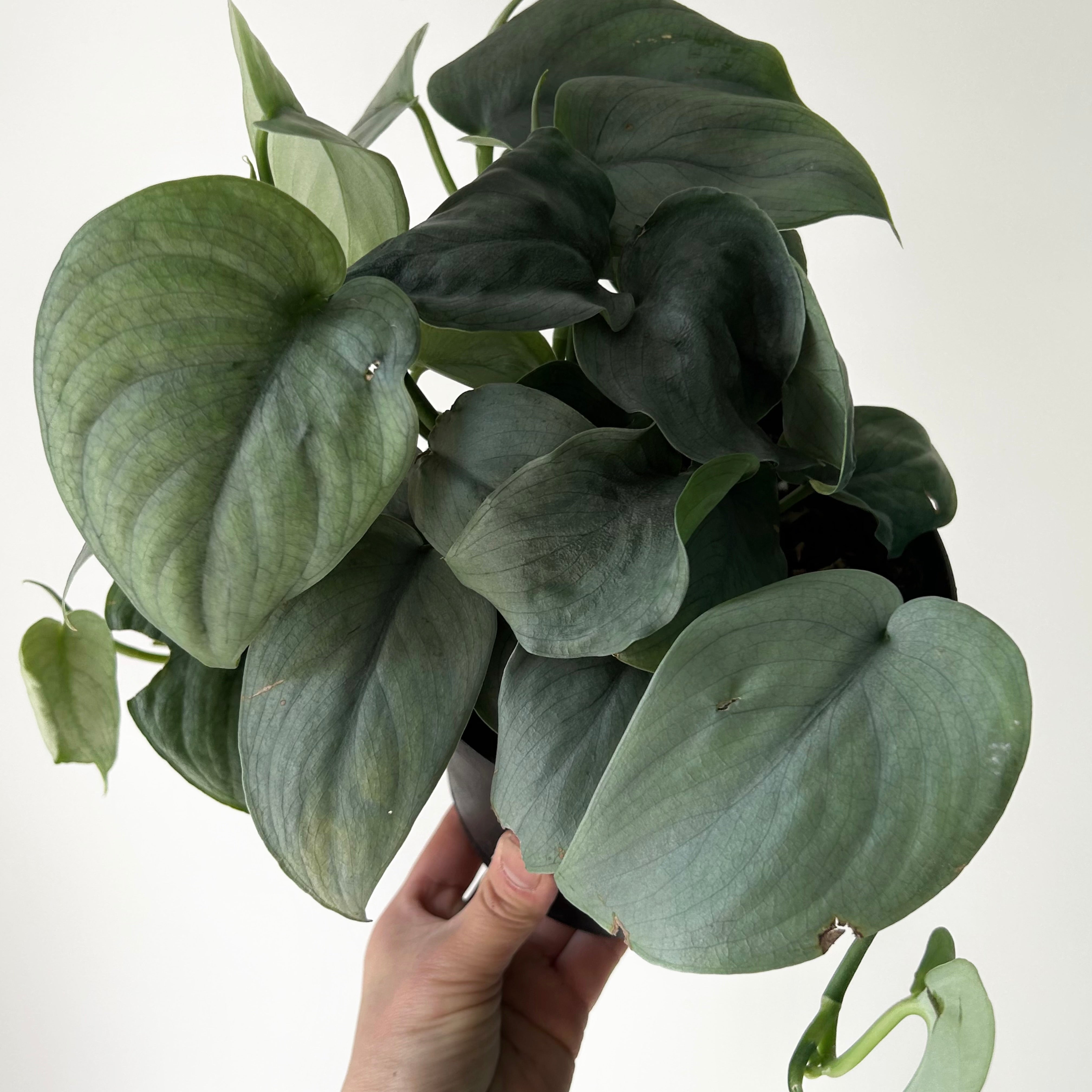 Scindapsus “Platinum” 6”pot