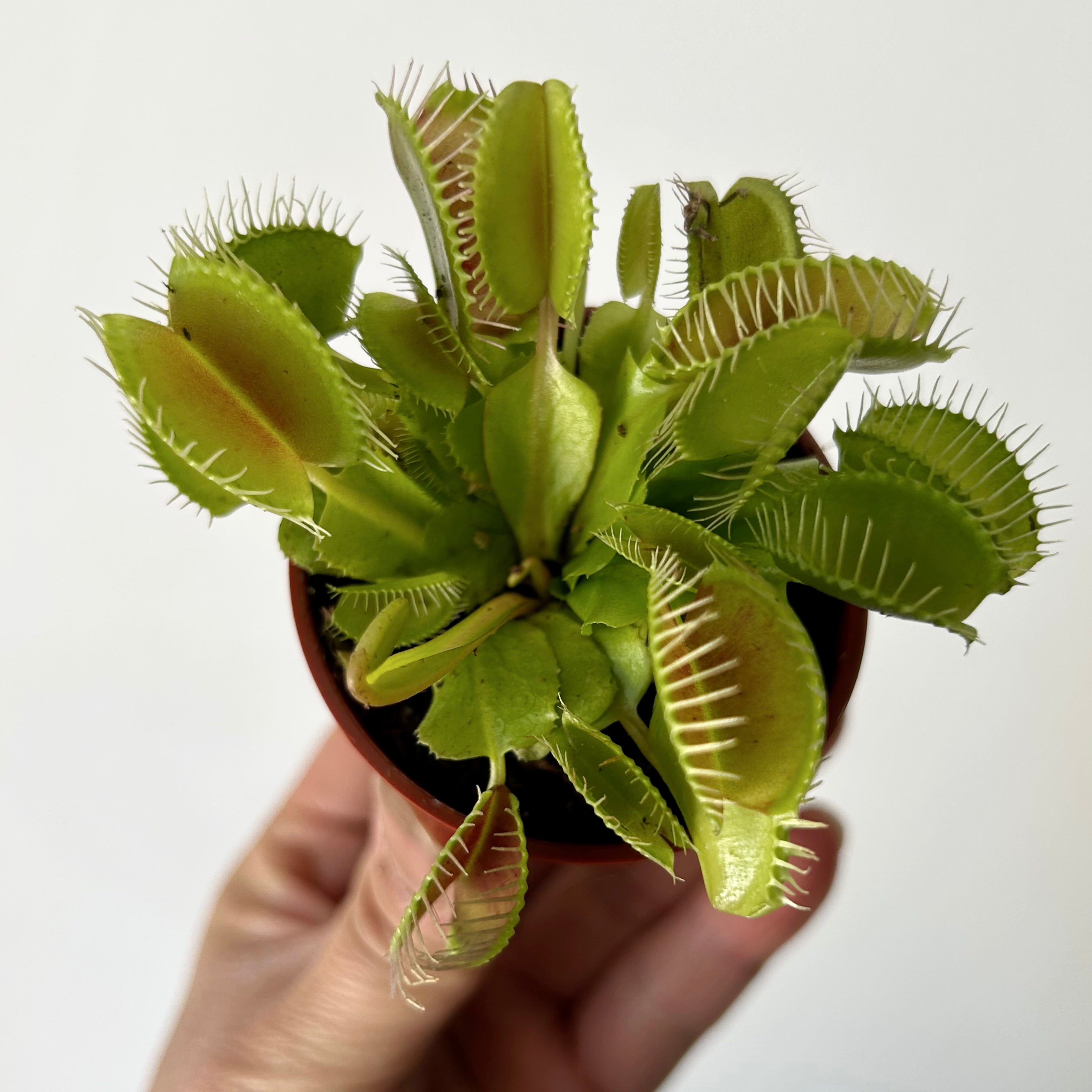 Venus Fly Trap 2.25”pot