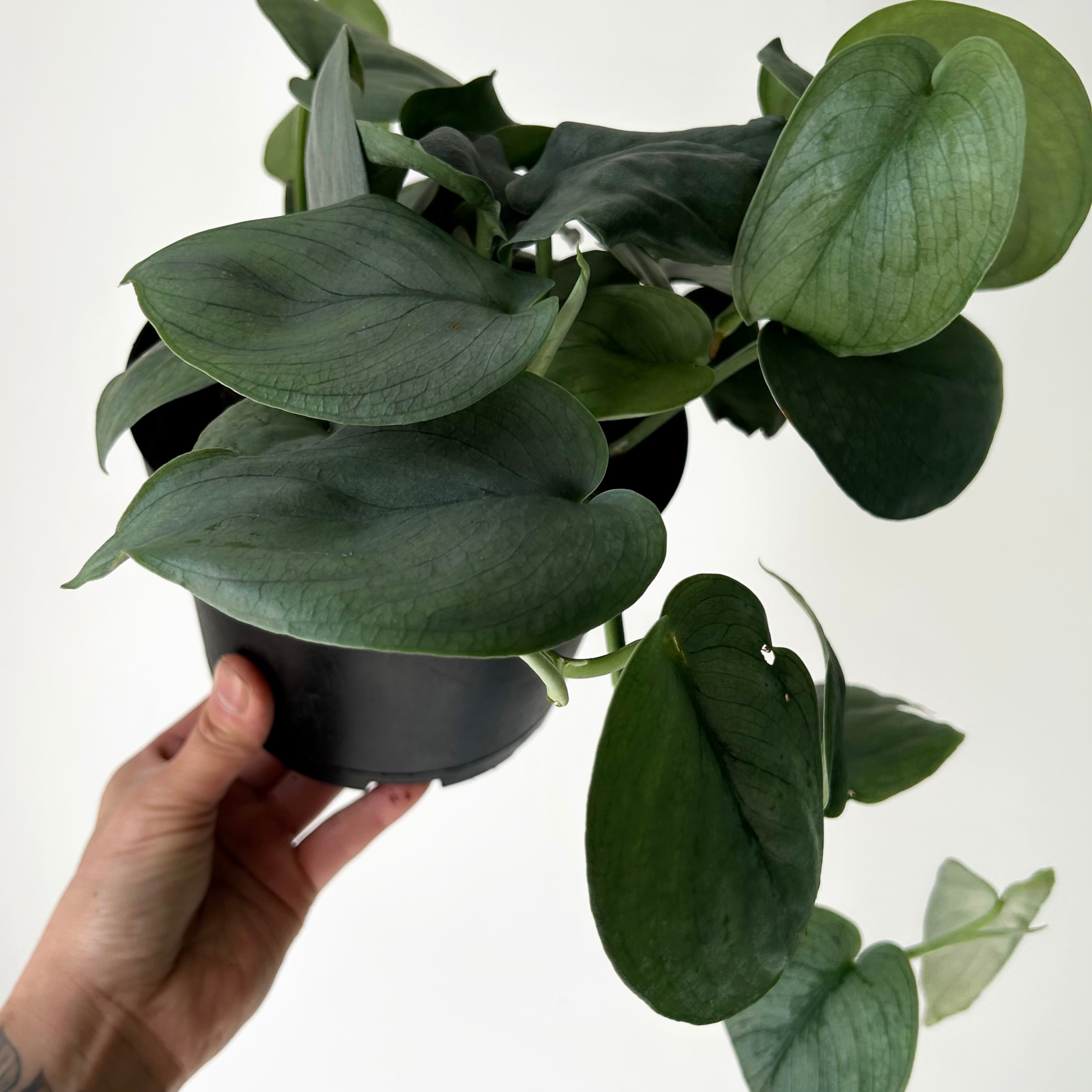 Scindapsus “Platinum” 6”pot