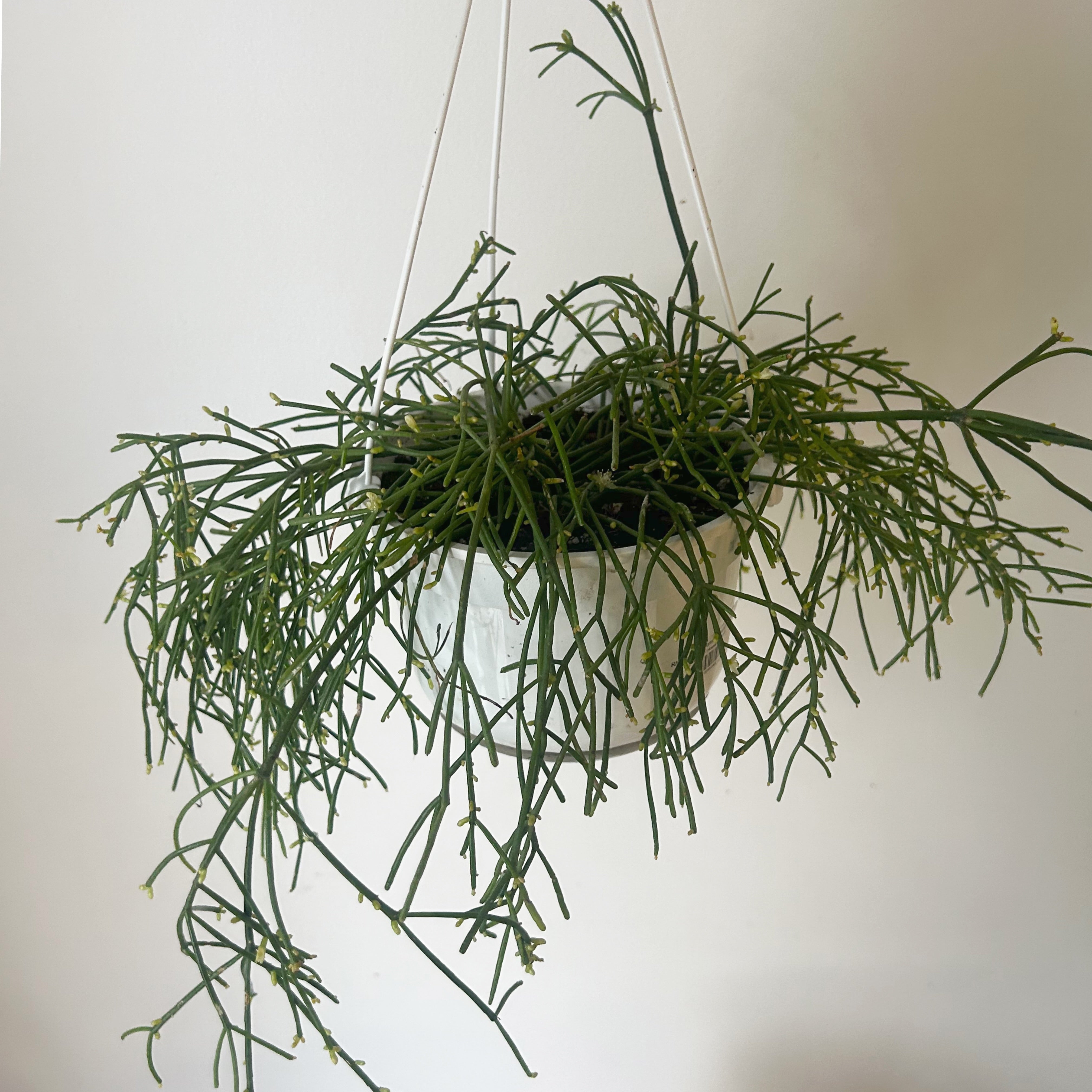 Rhipsalis capilliformis 6”hanging basket