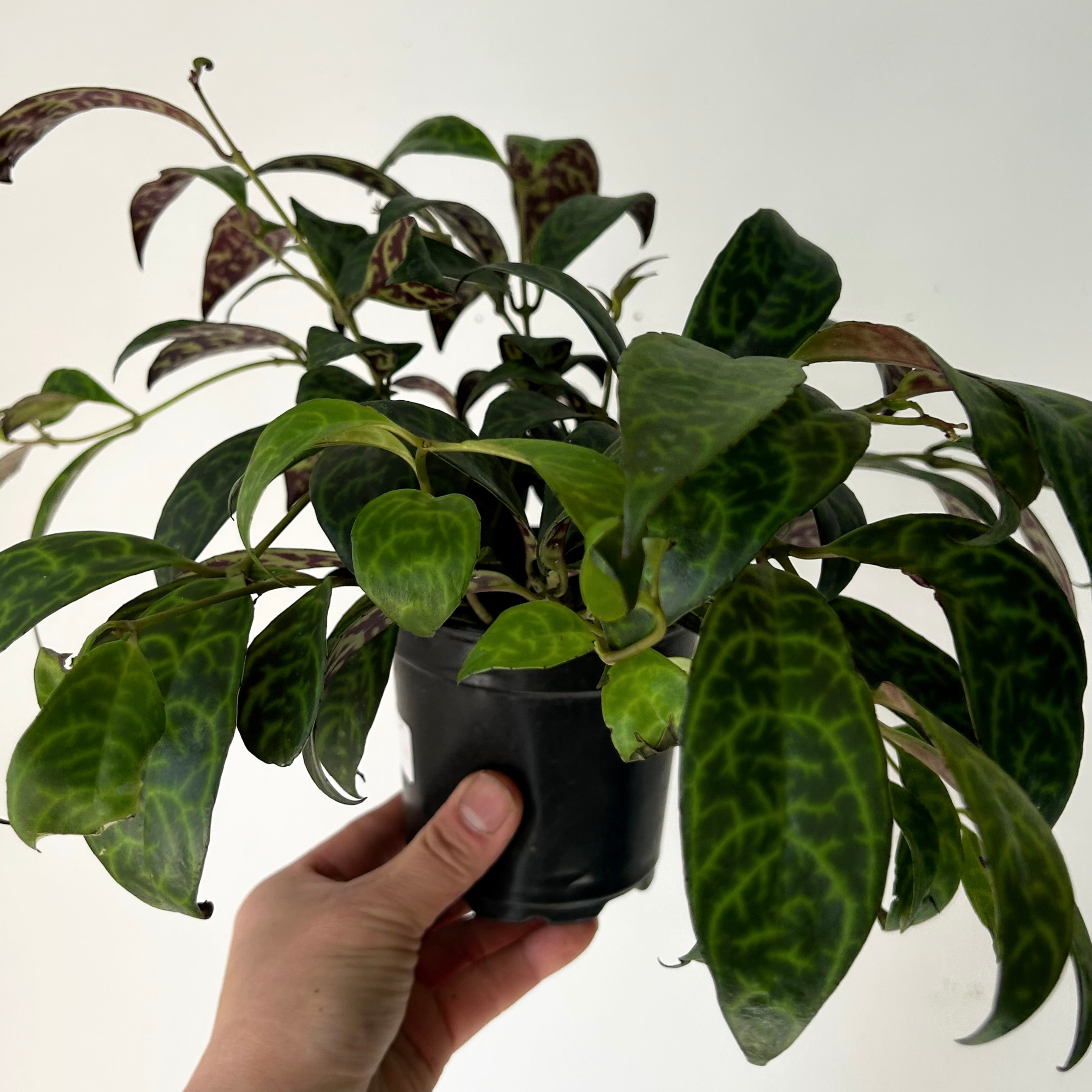 Black Pagoda Lipstick Vine 4” pot