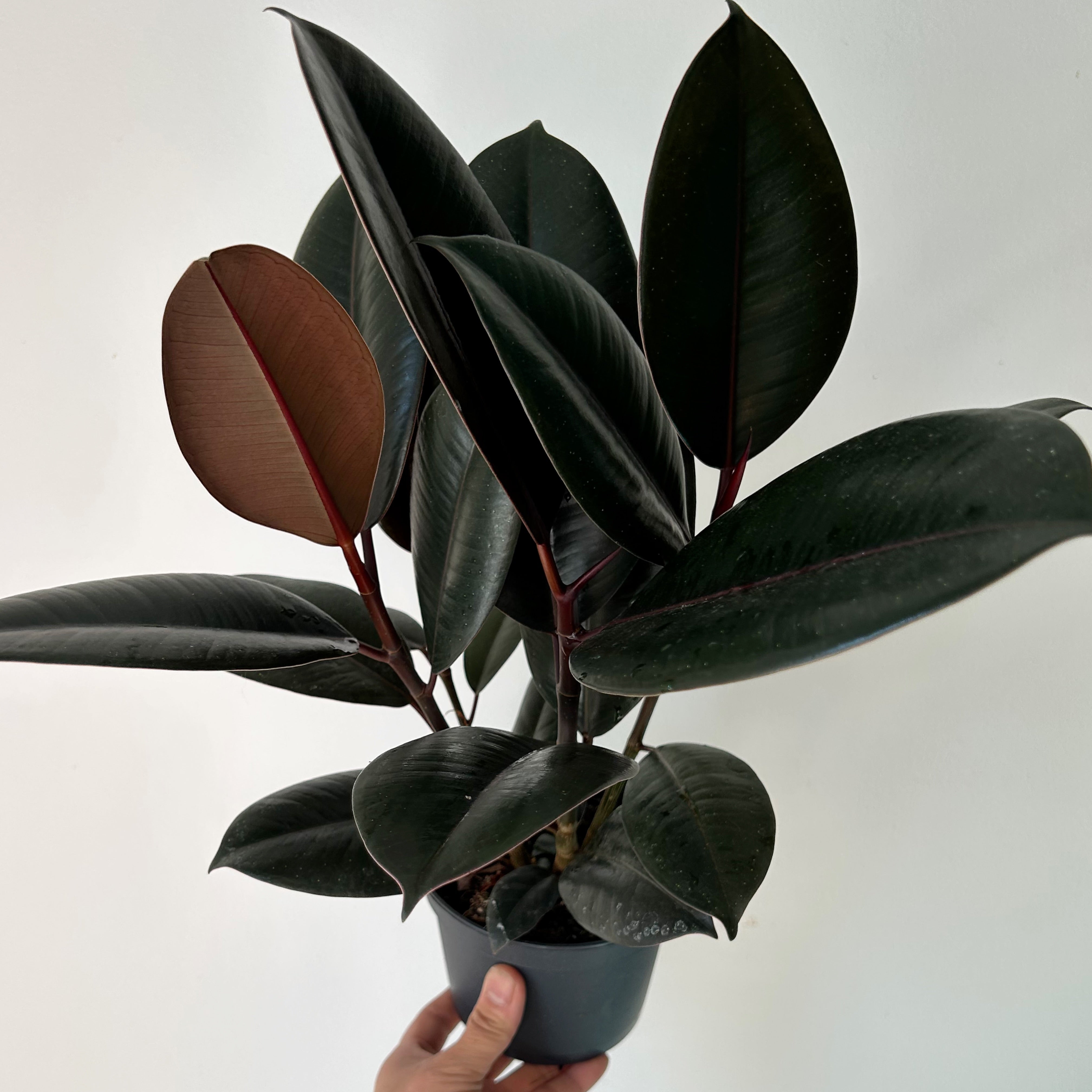 Burgundy Rubber Fig Column (Ficus Elastica) 5”pot