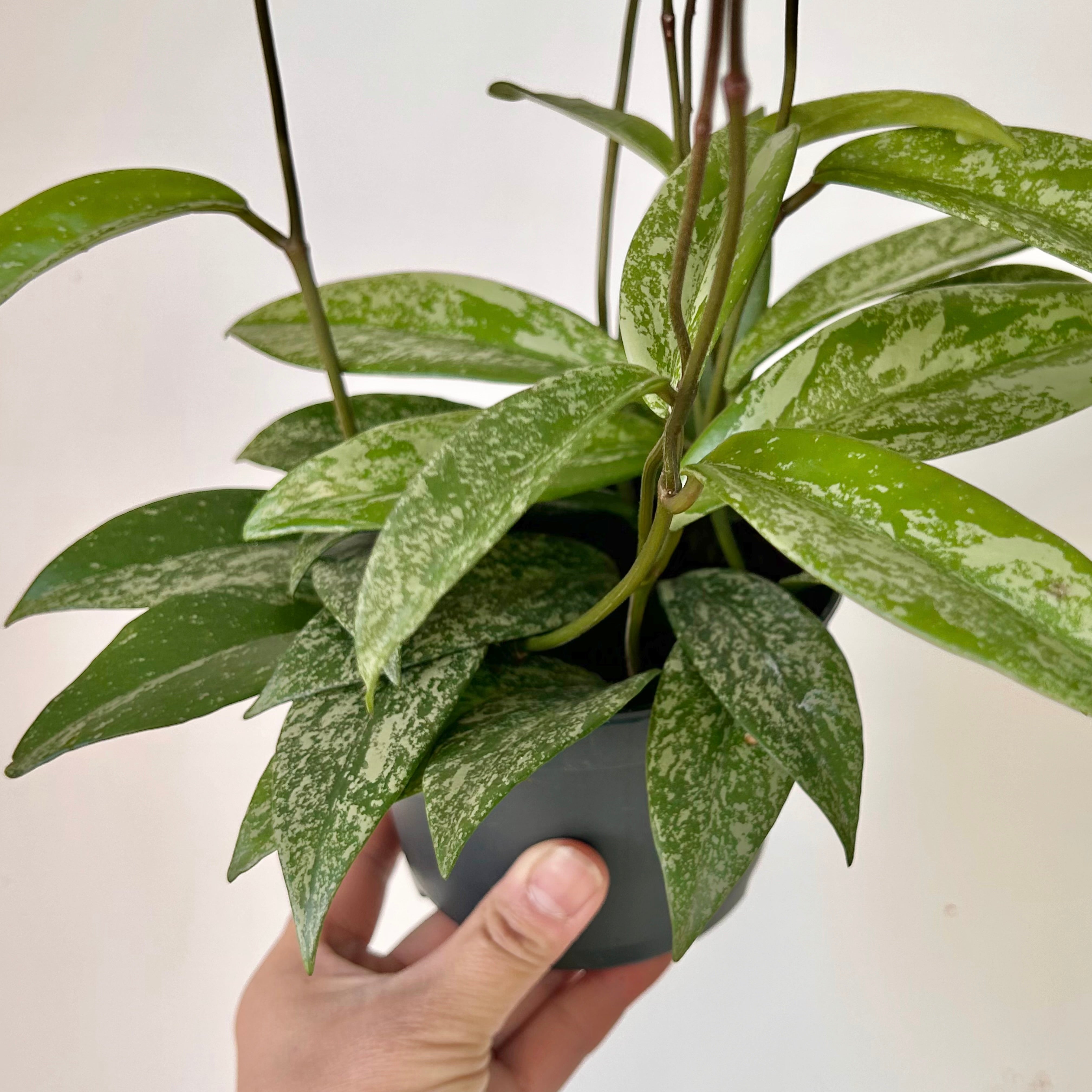 Hoya pubicalyx “Splash” 5” pot