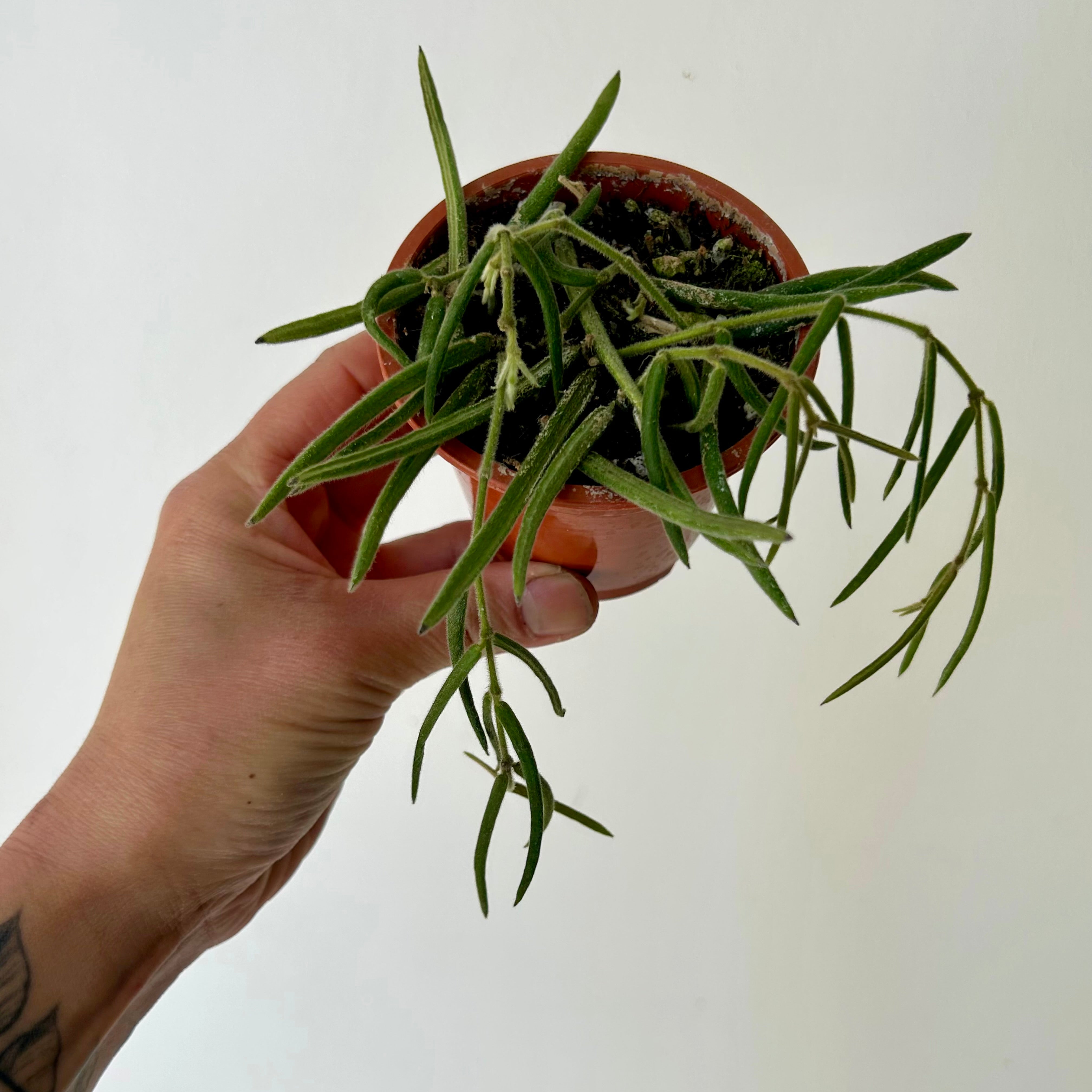 Hoya Lineris 2.5”pot