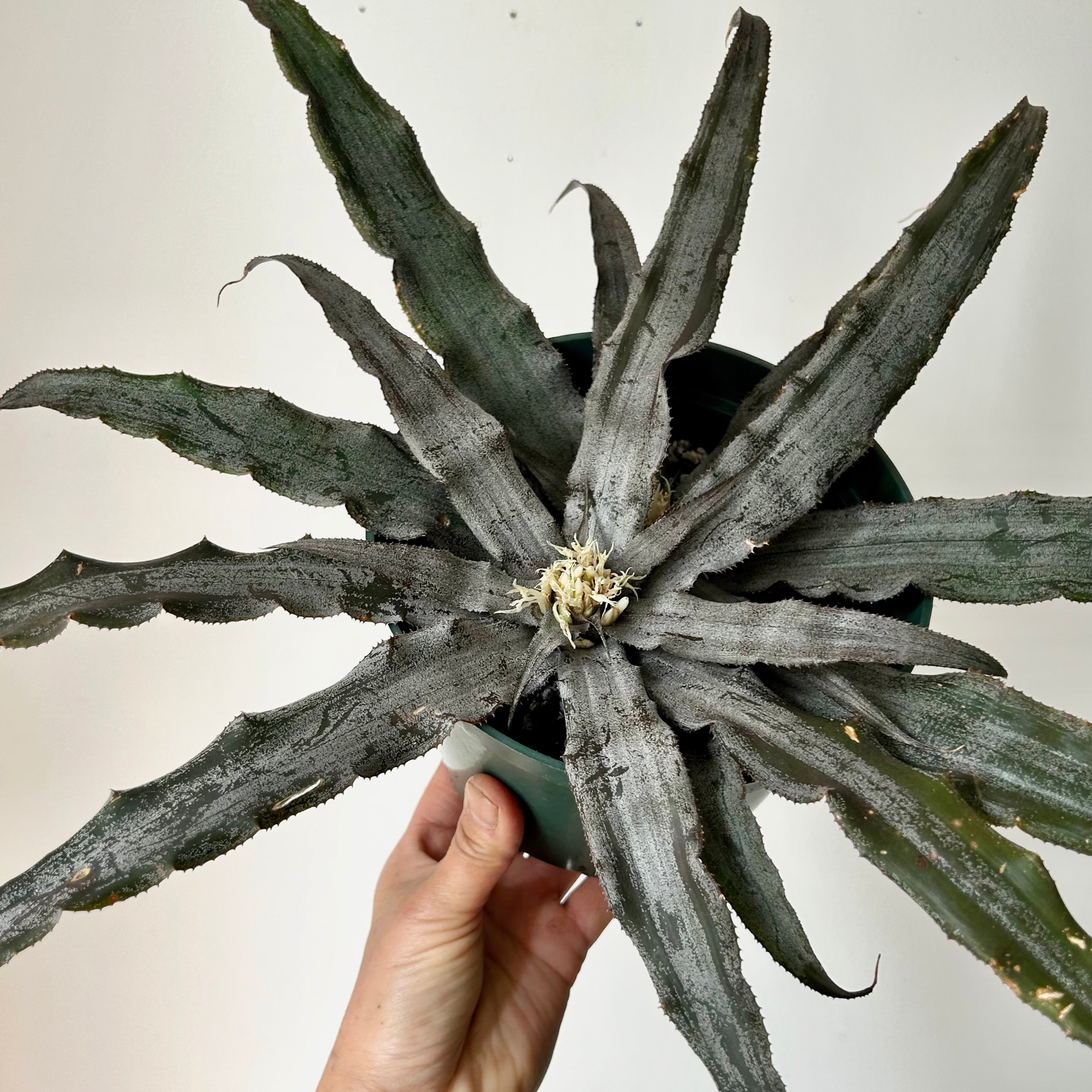 Earth Star Cryptanthus 6”pot