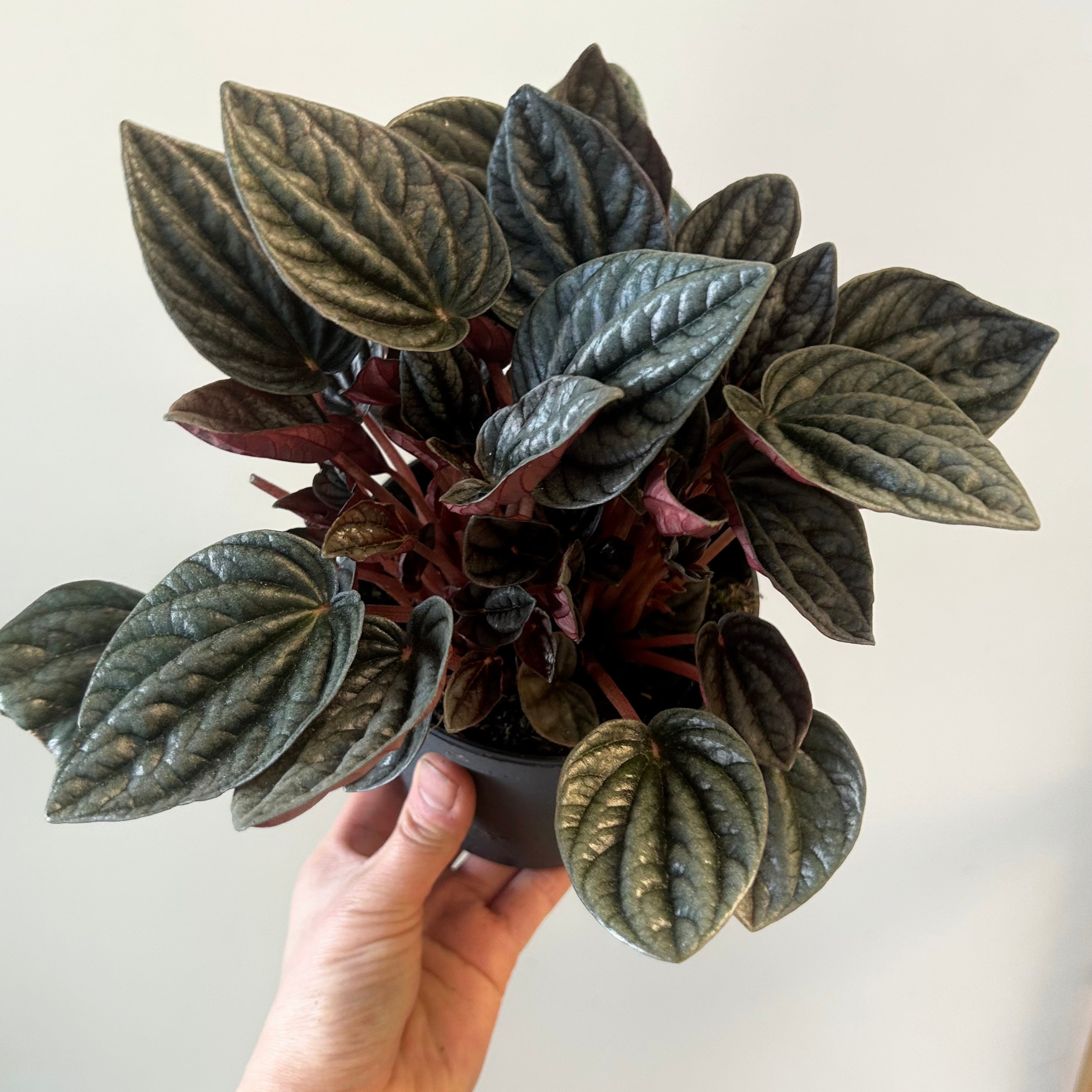 Peperomia caperata “Montevideo” 5” pot