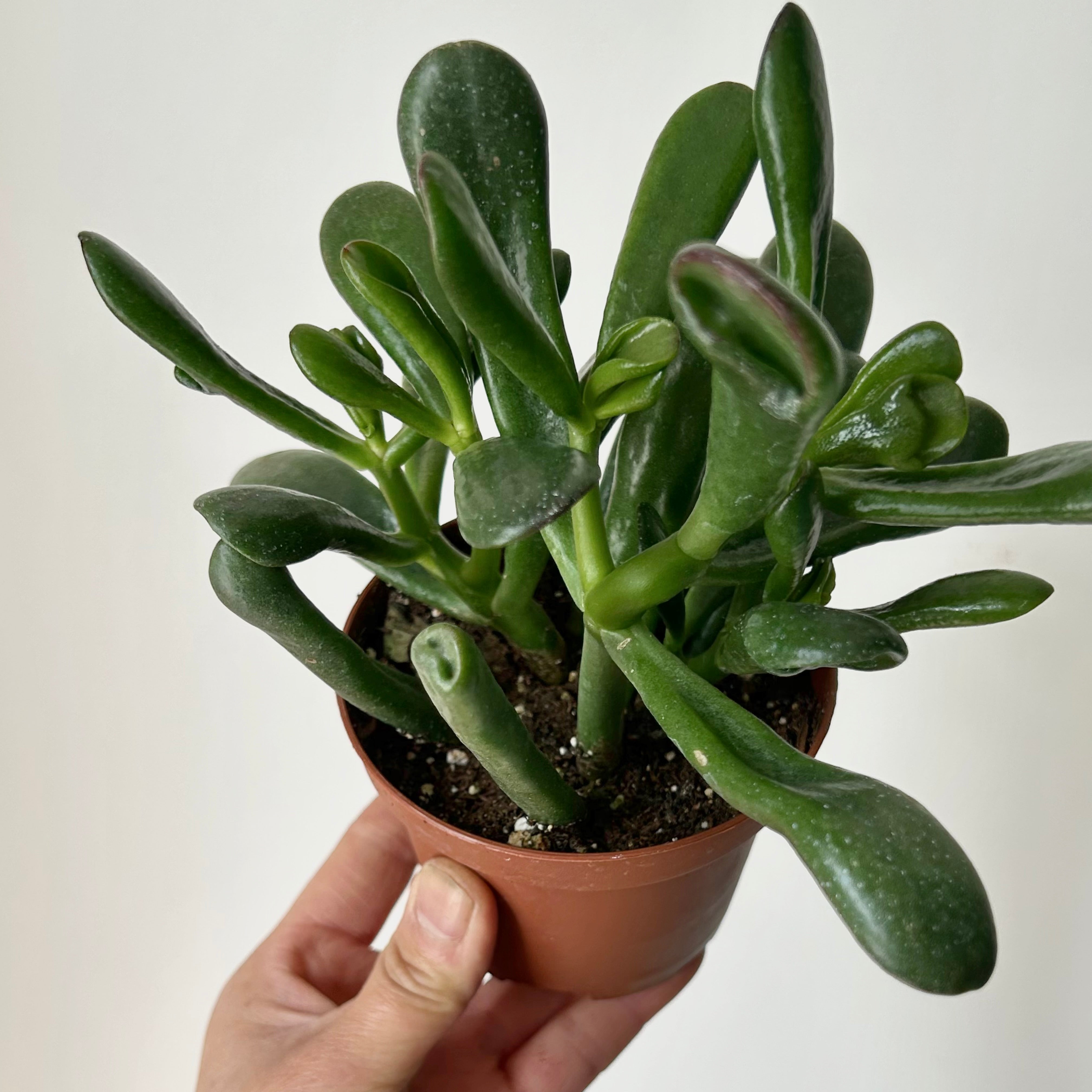 Hobbit Jade (Crassula) 3.5”pot