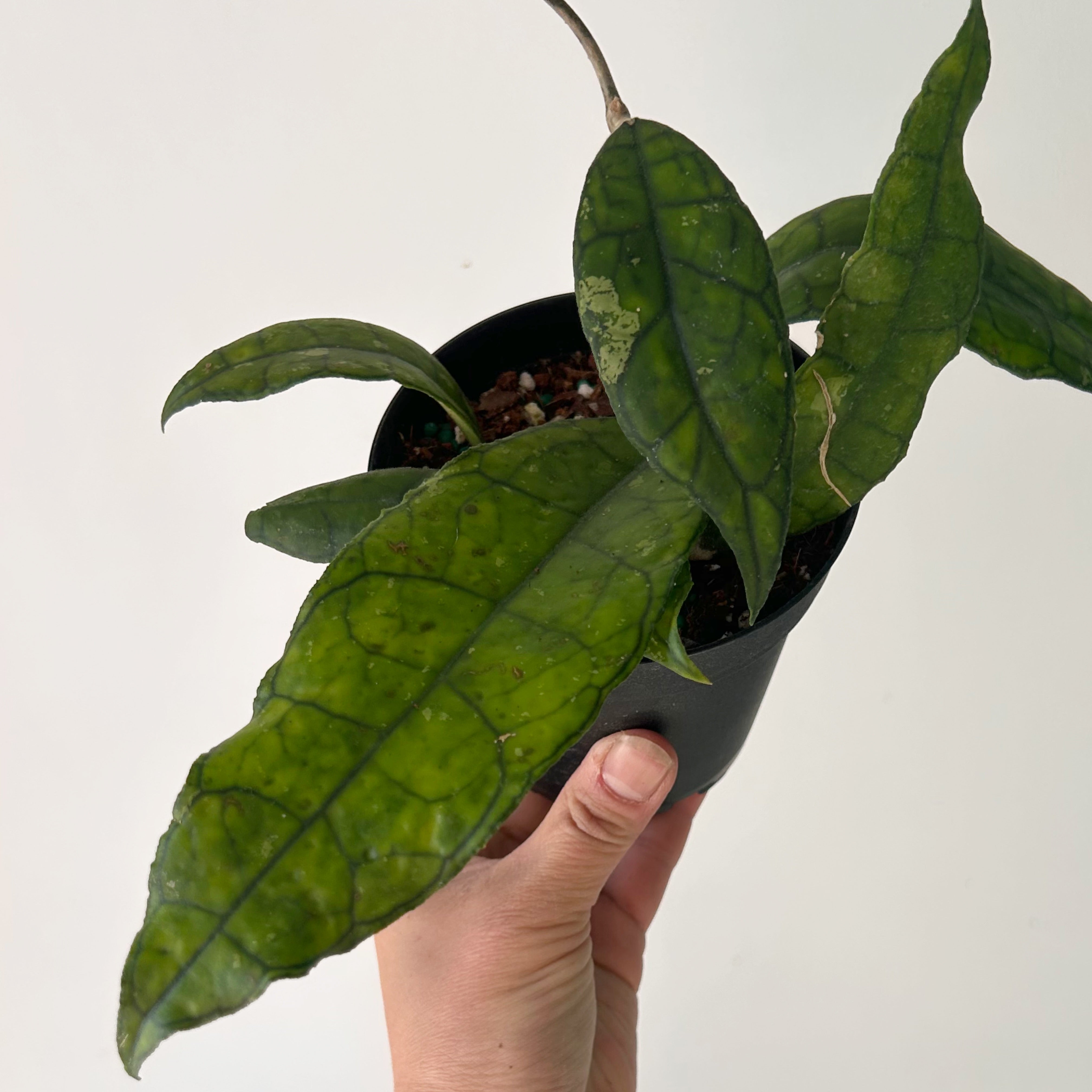 Hoya finlaysonii  4”pot