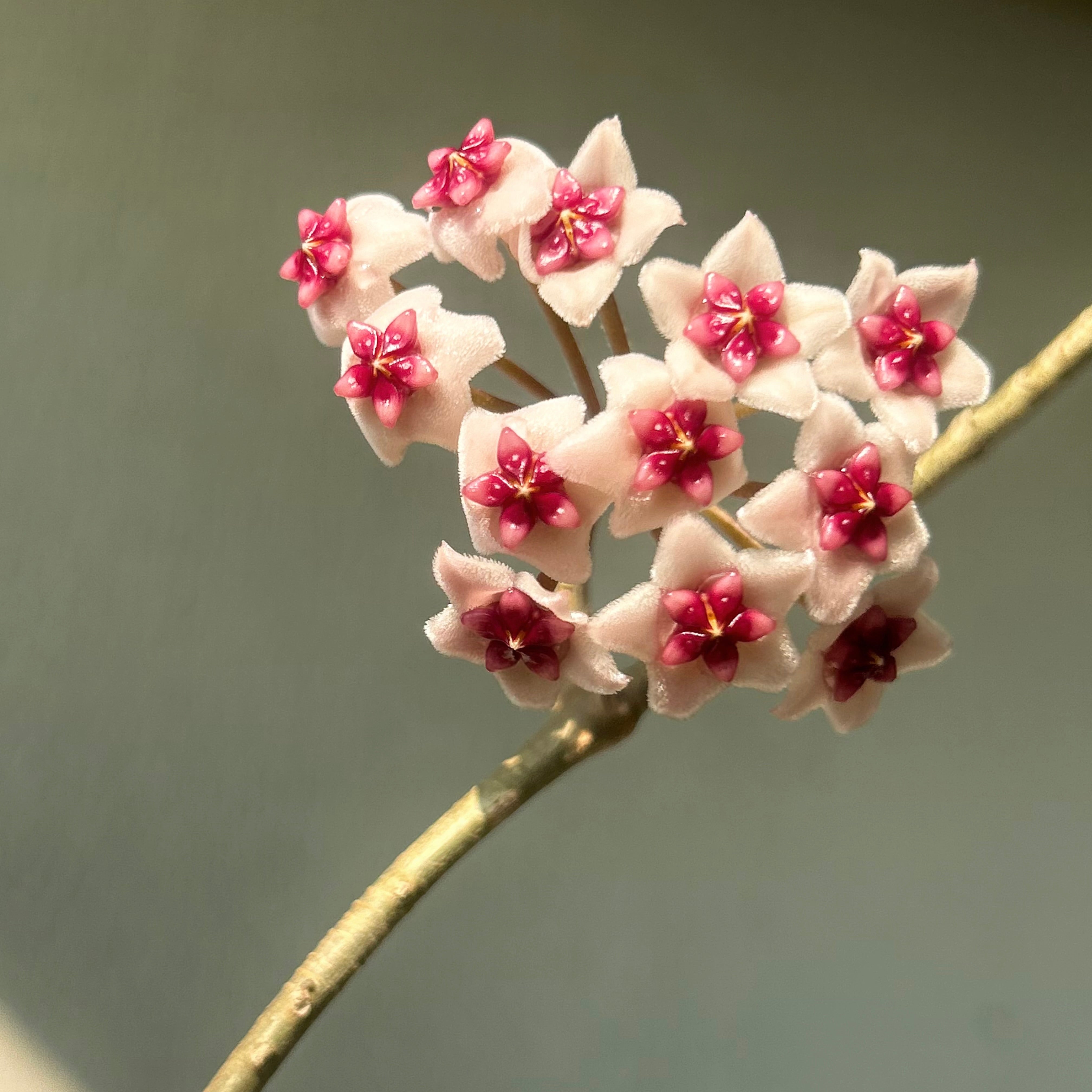 Variegated Hoya obovata “Splash” 4” pot