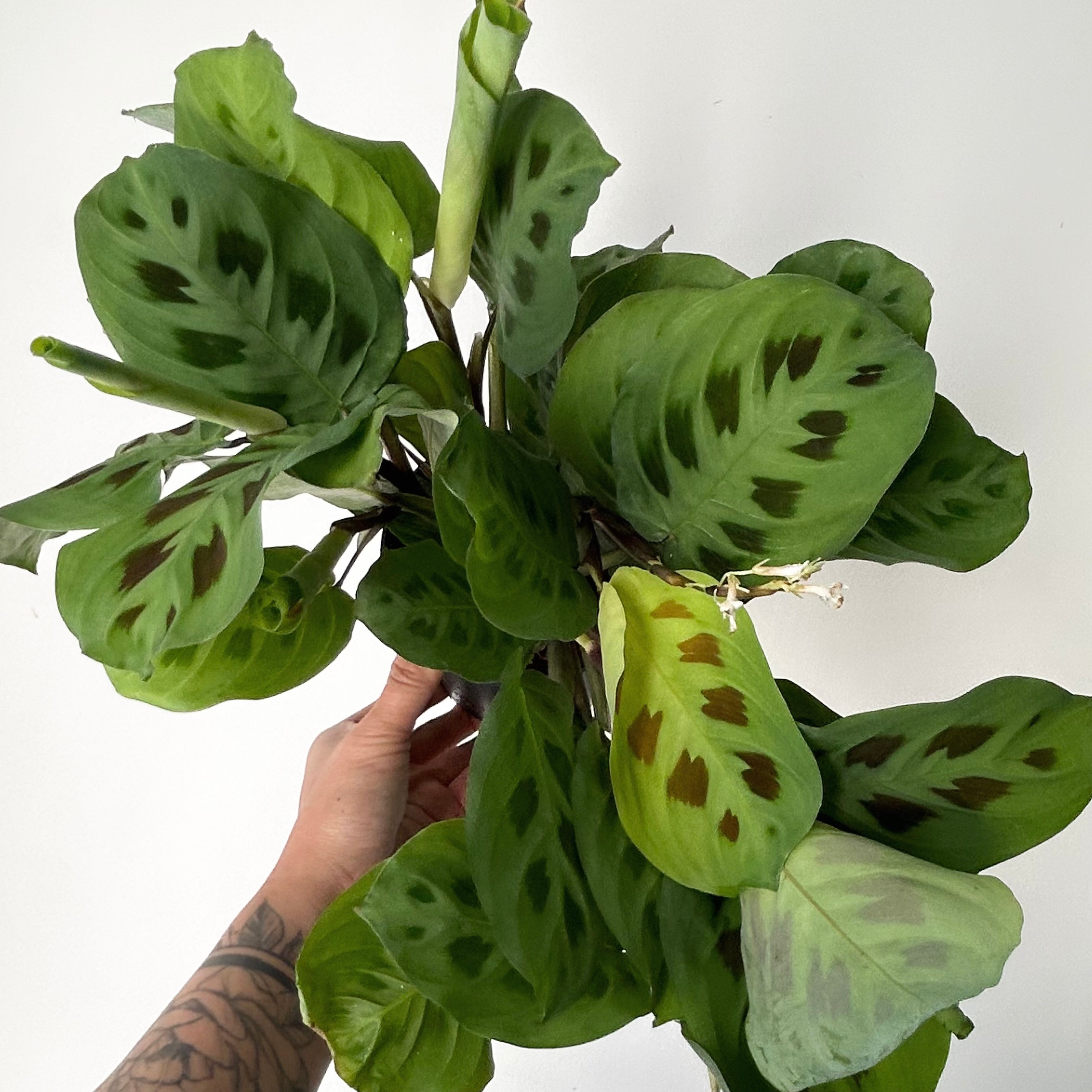 Rabbit’s Foot Prayer Plant (Maranta leuconeura kerchoveana)5”pot