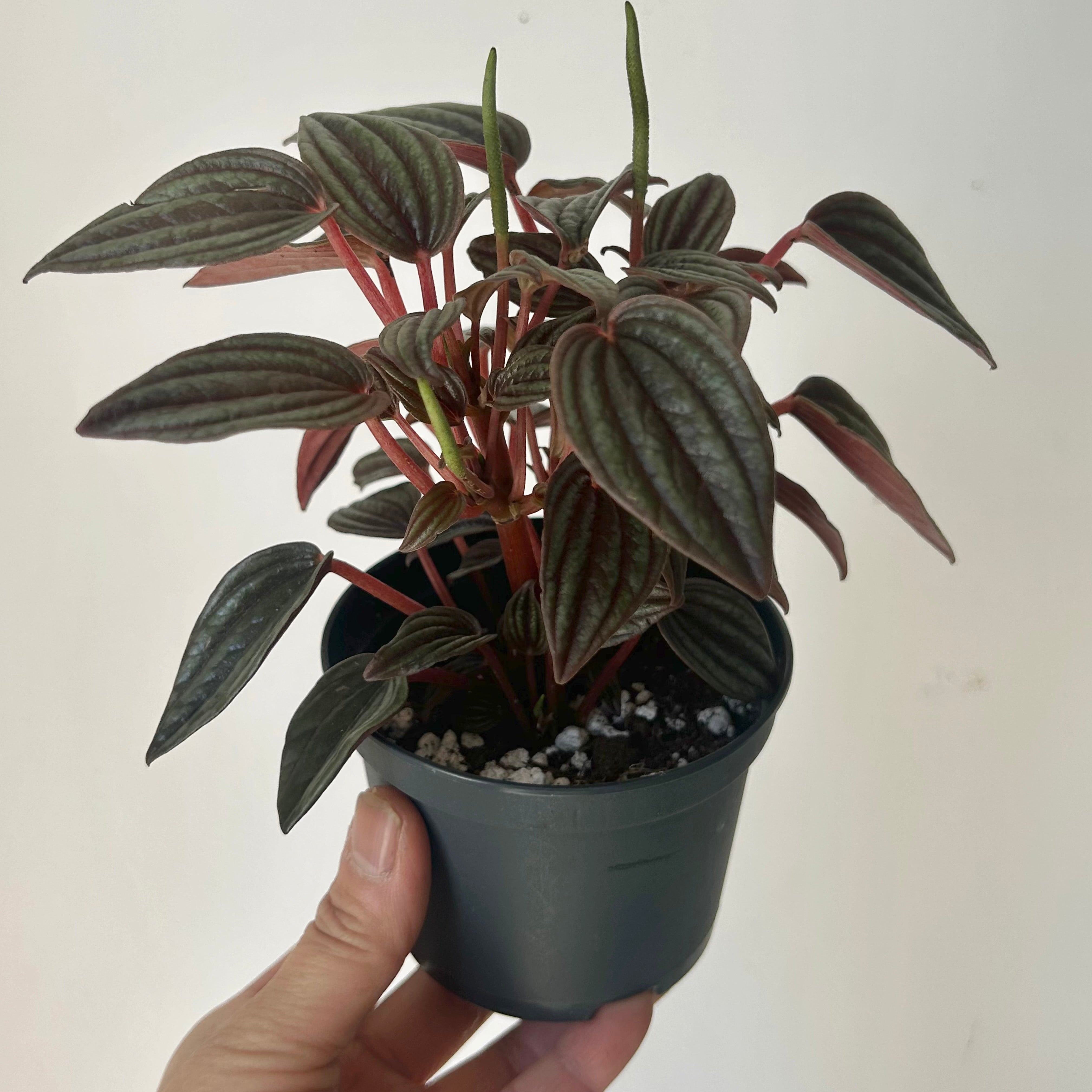 Peperomia caperata “Lima” 3.5”pot