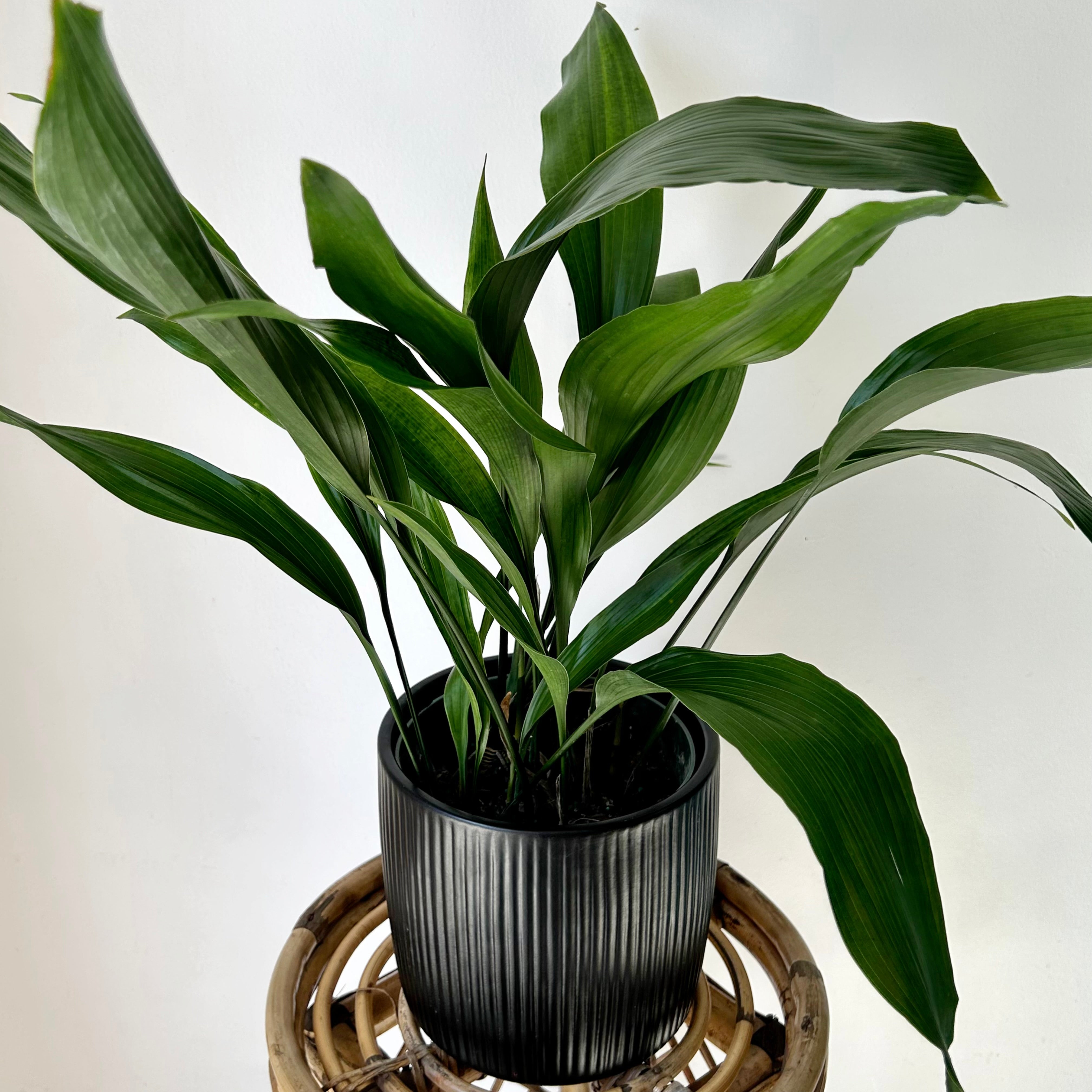 Cast Iron Plant (Aspidistra Elatior) approximately 22 inches tall in 6” pot