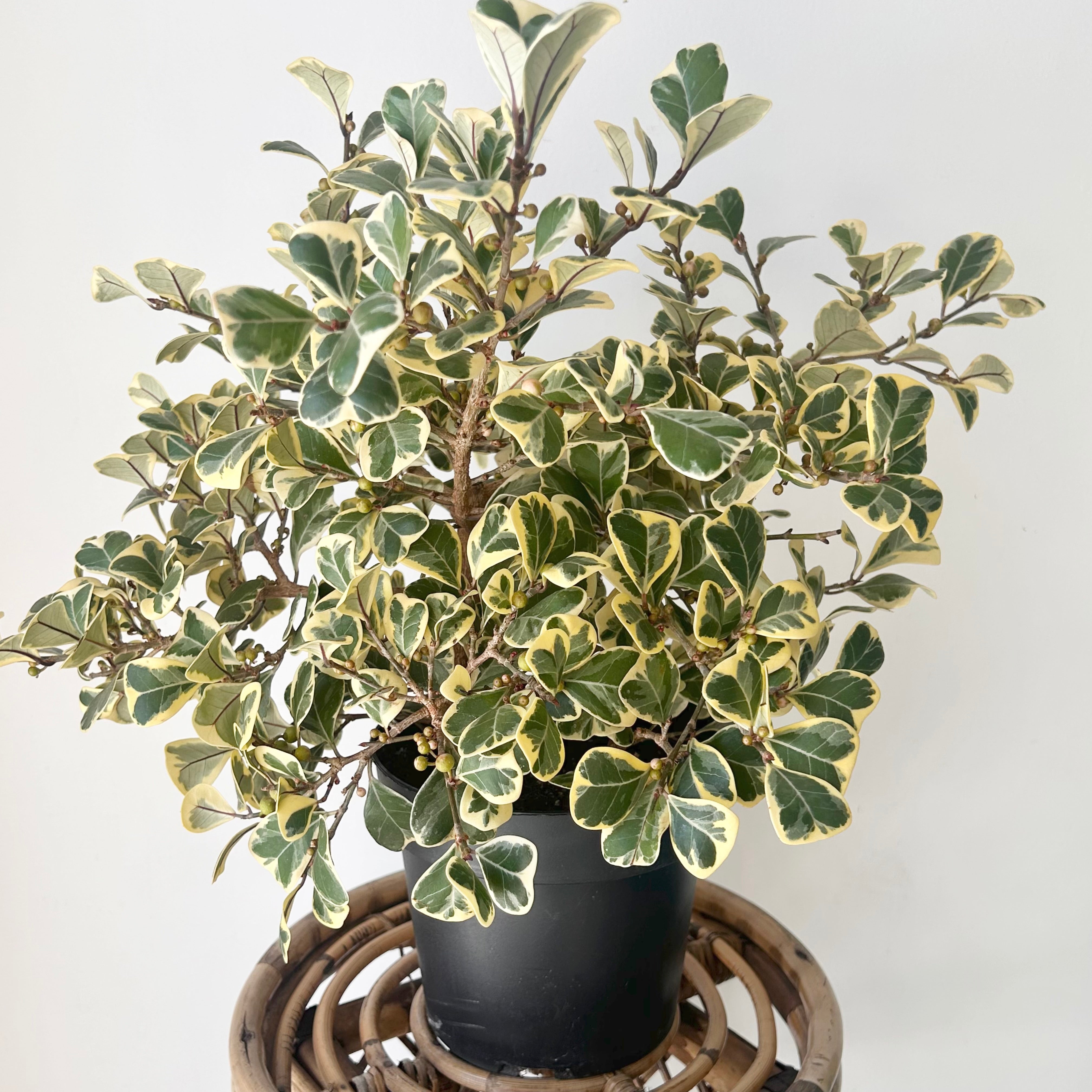 Variegated Ficus triangularis  6.5”pot