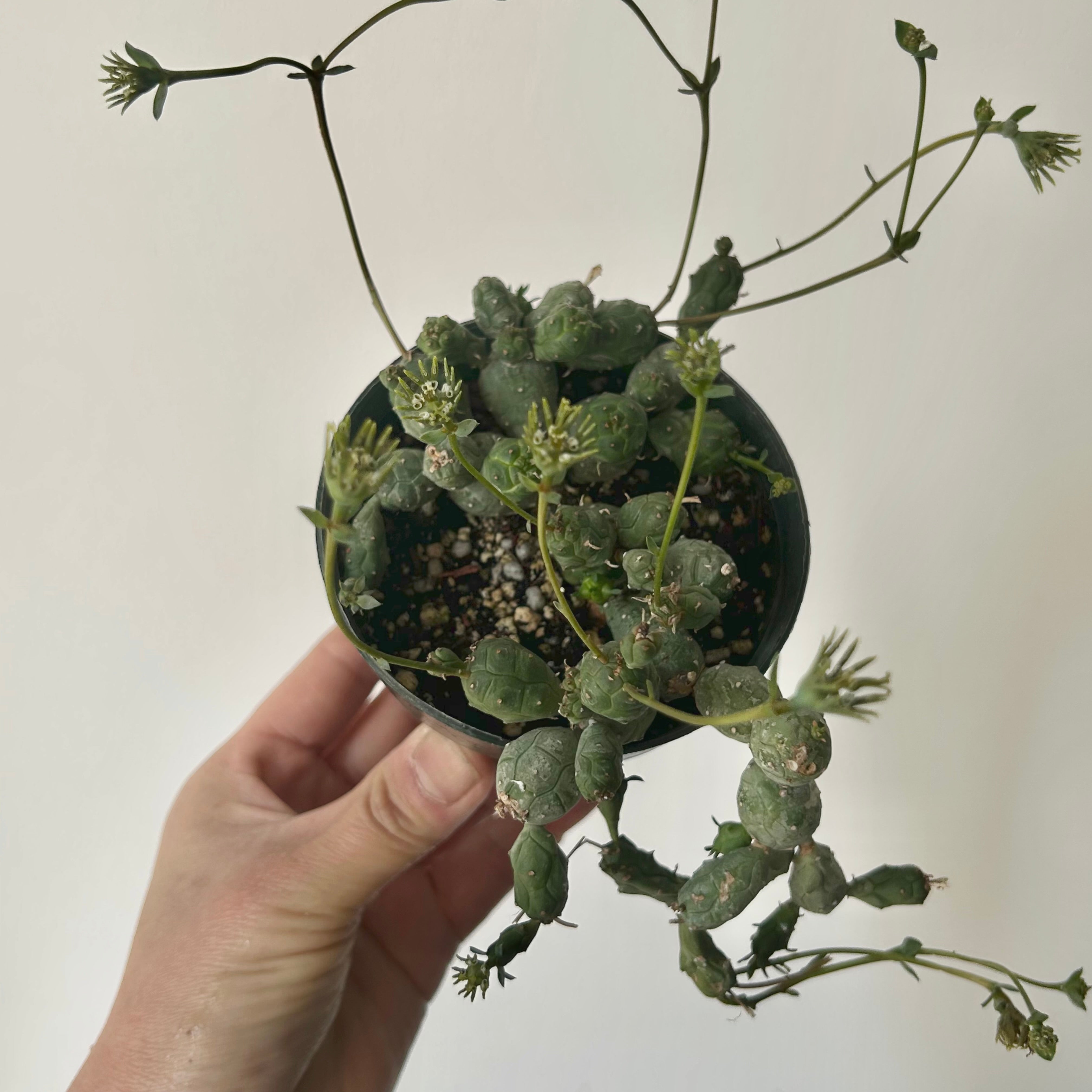 Euphorbia globosa 3.5"pot