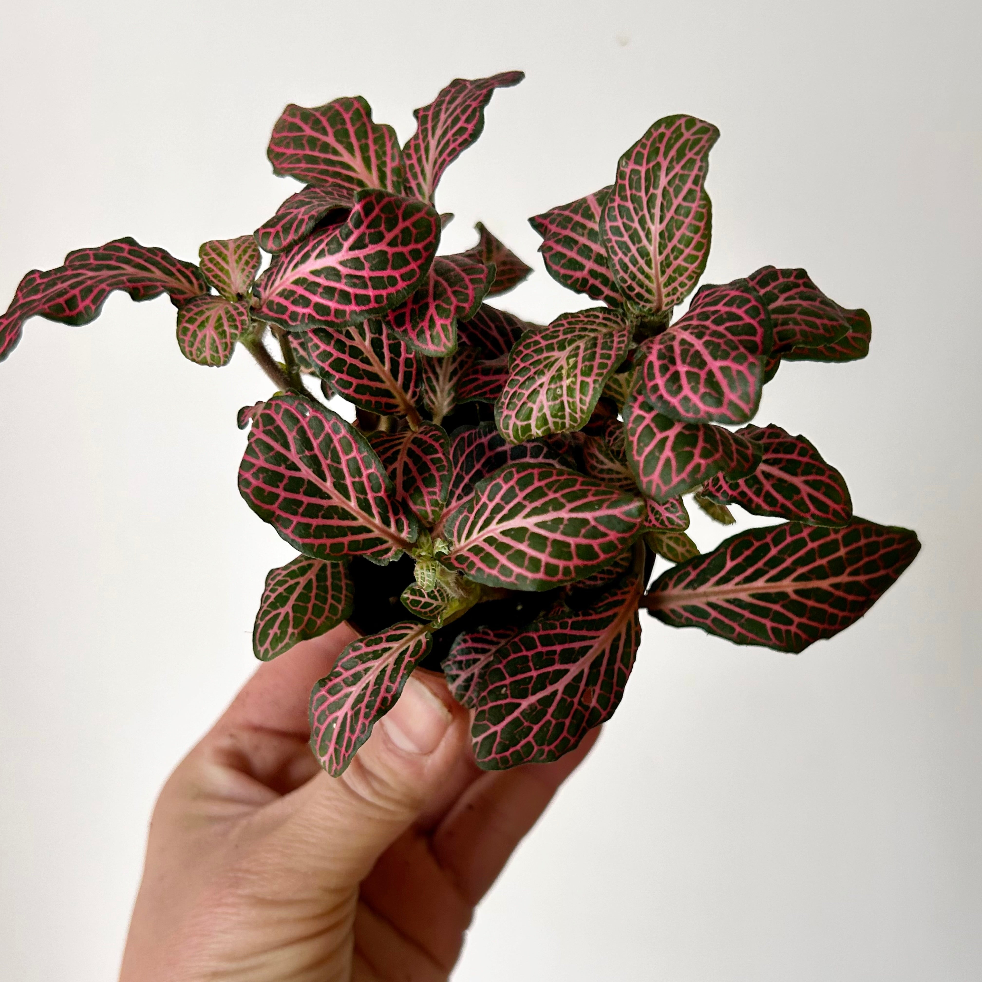 Pink Nerve Plant (Fittonia) 2.5”pot