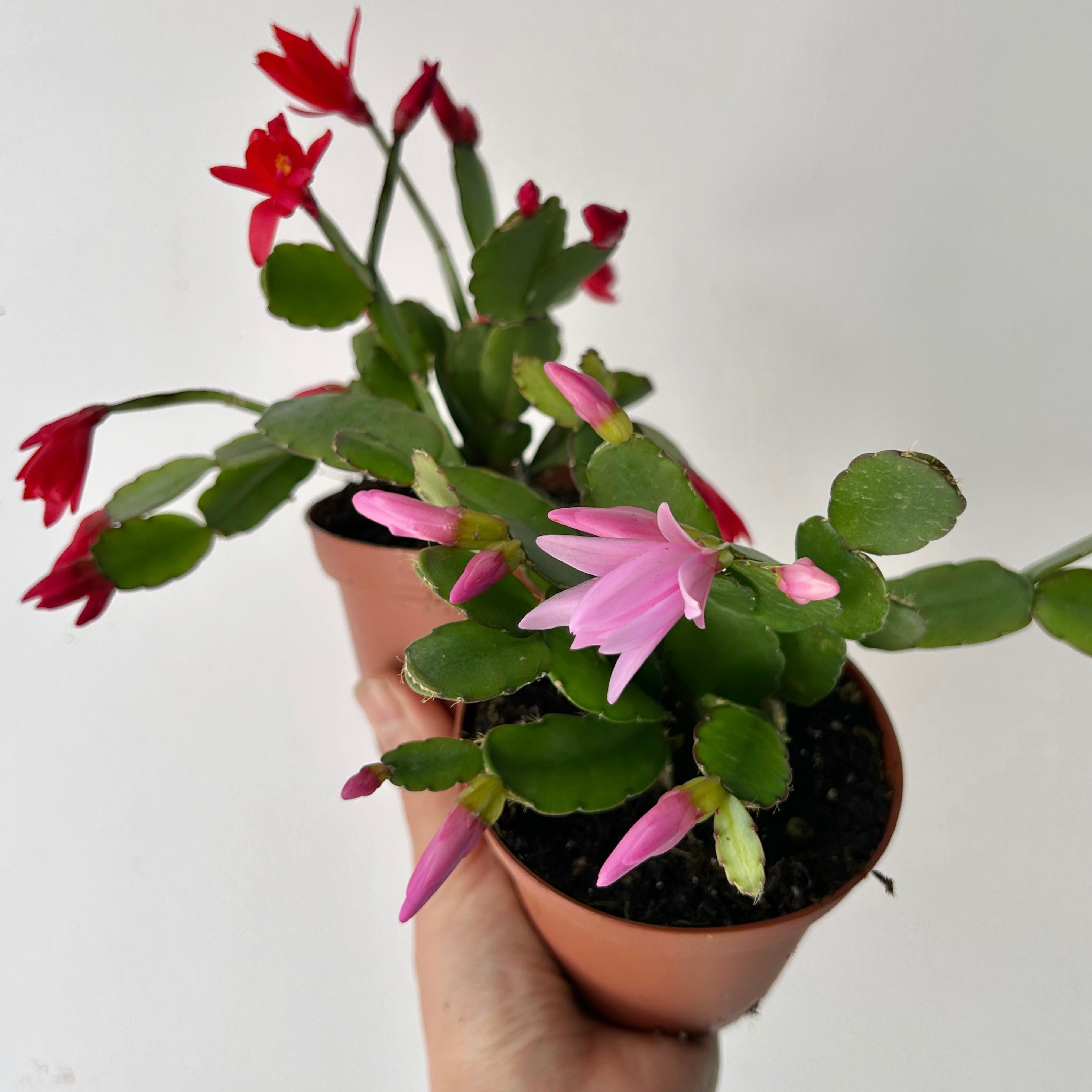 Easter Cactus (Rhipsalidopsis gaertneri ) 4”pot