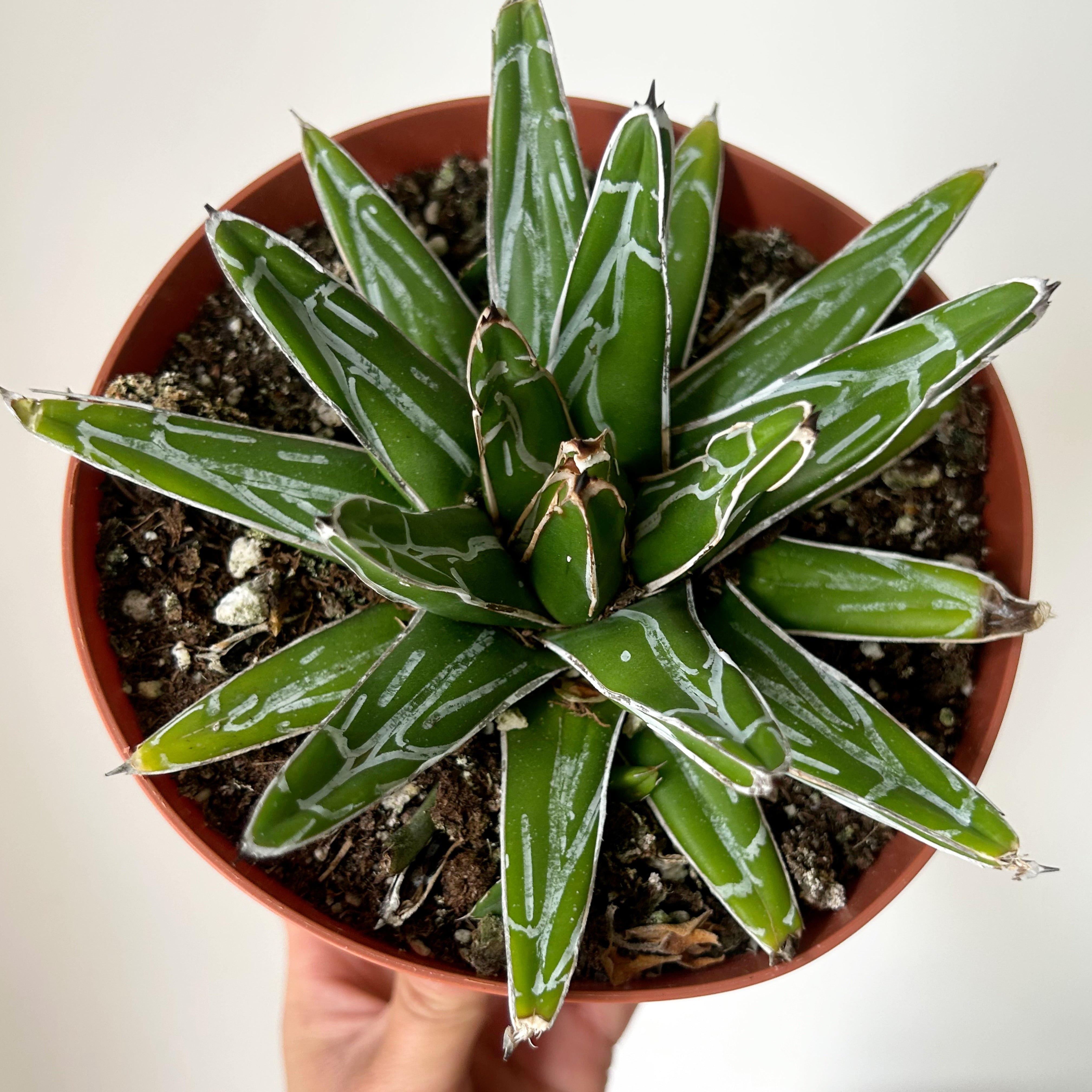 Queen Victoria Agave 6” pot