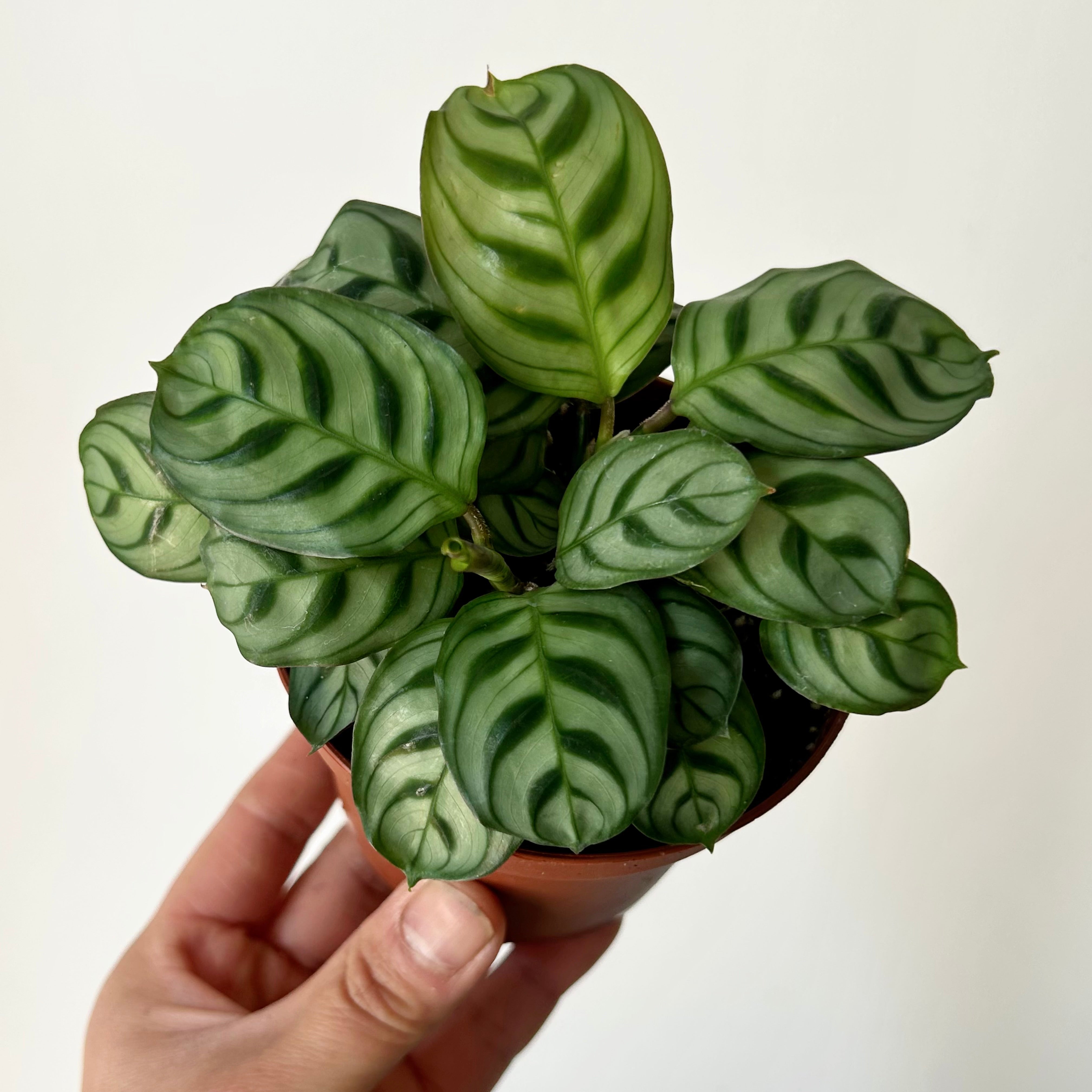 Calathea Fishbone Prayer Plant (Burle Marx) 3.5” pot