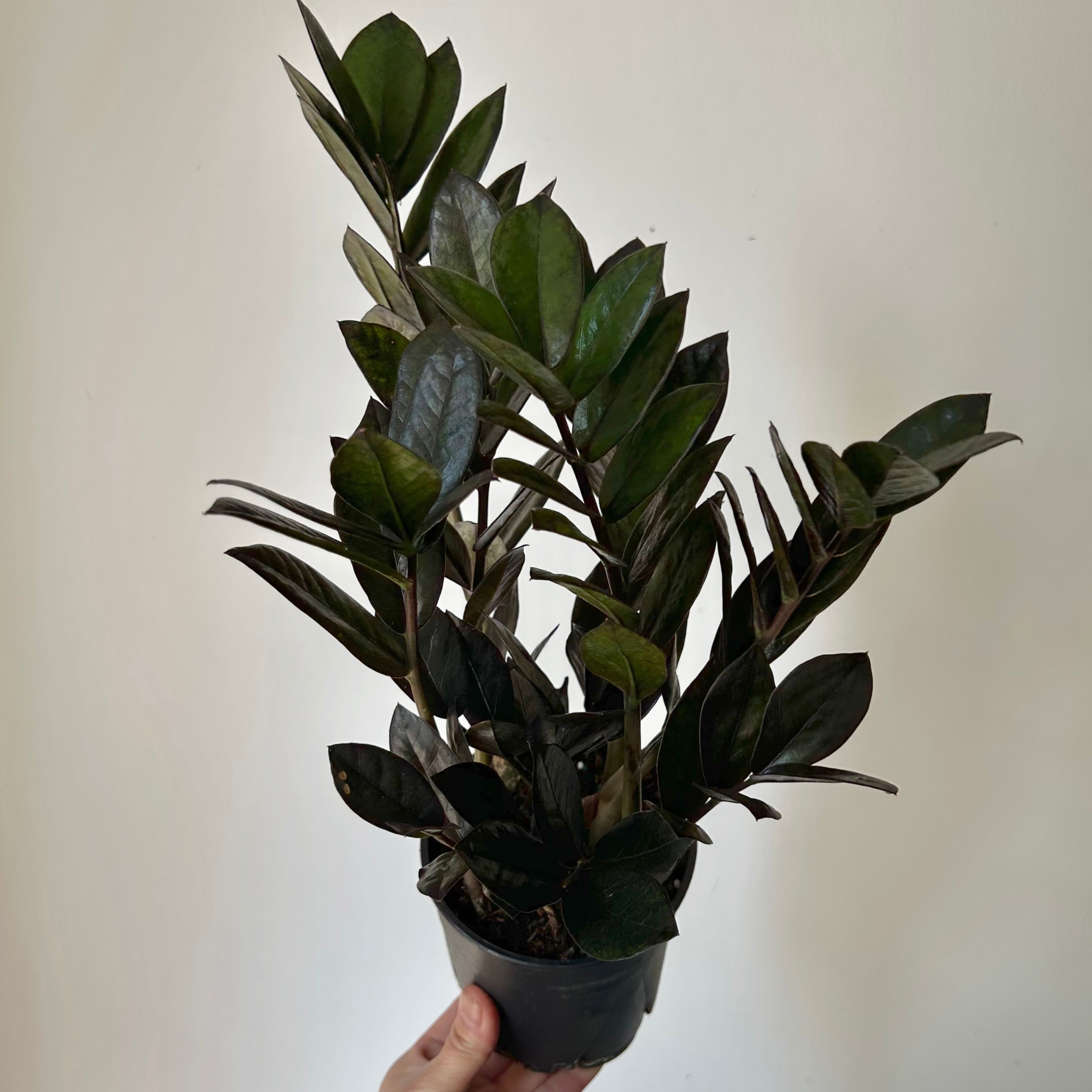 ZZ Dowon "Supernova Black"  5” pot