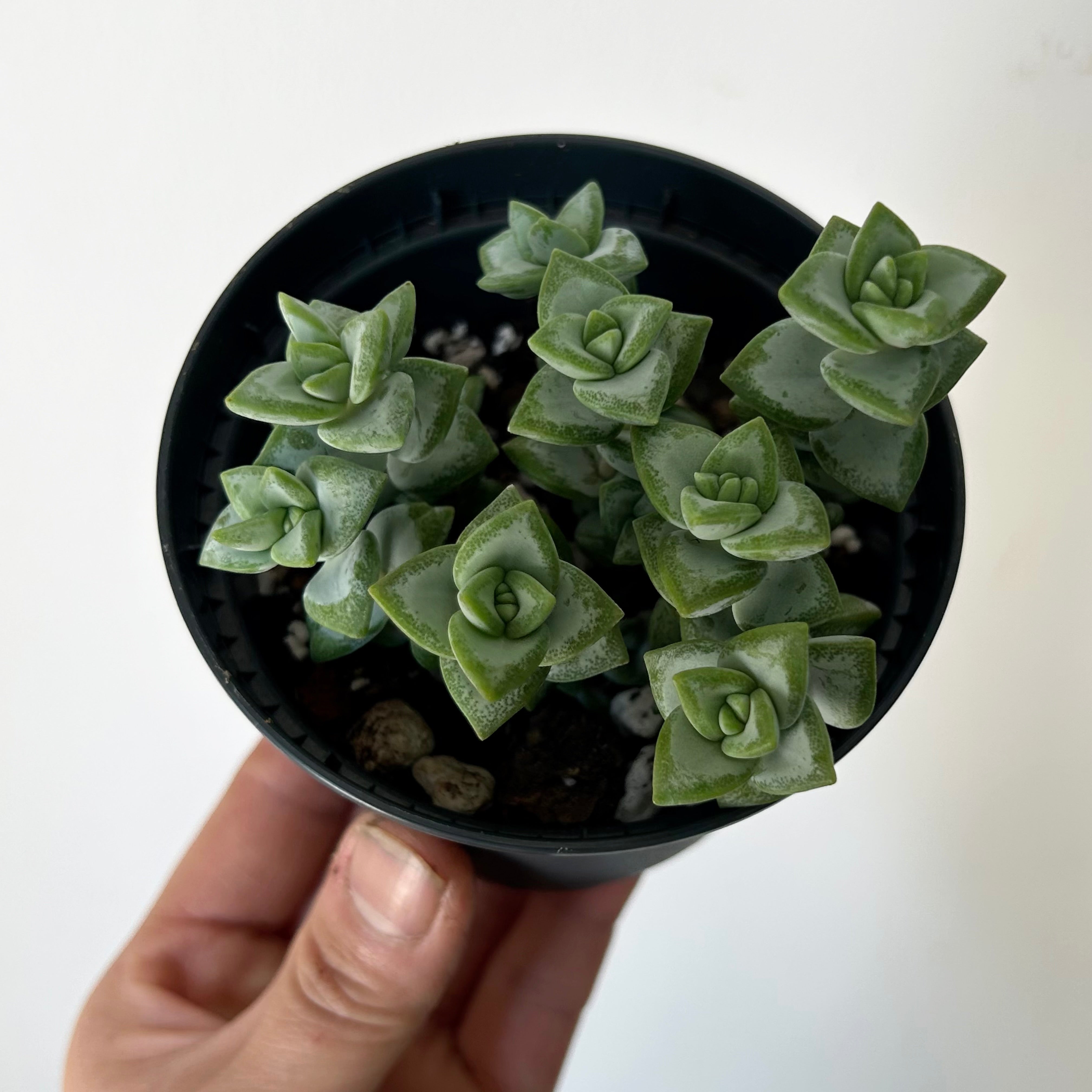 Crassula Rupestris 3.5” pot
