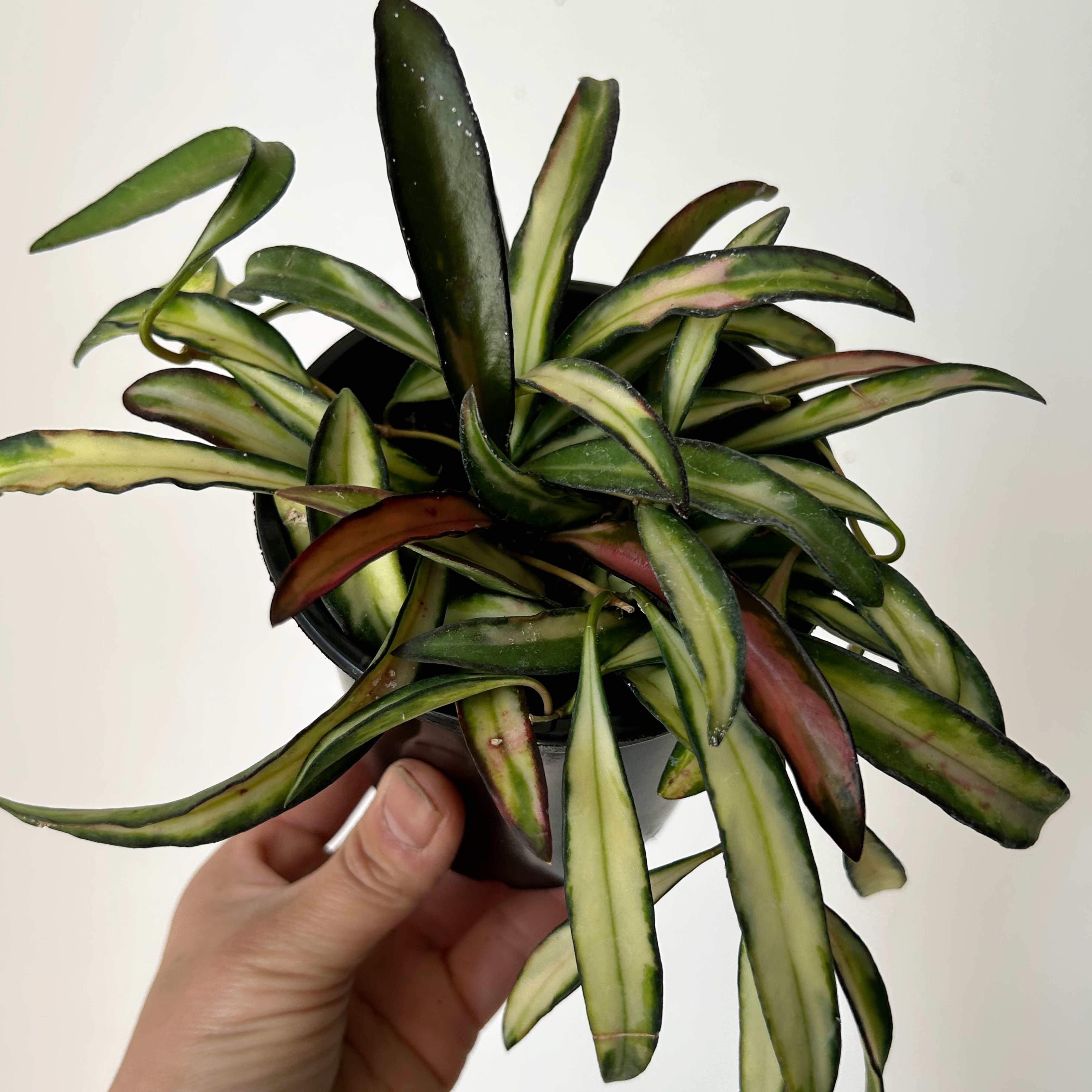 Variegated Hoya wayetii 4” pot