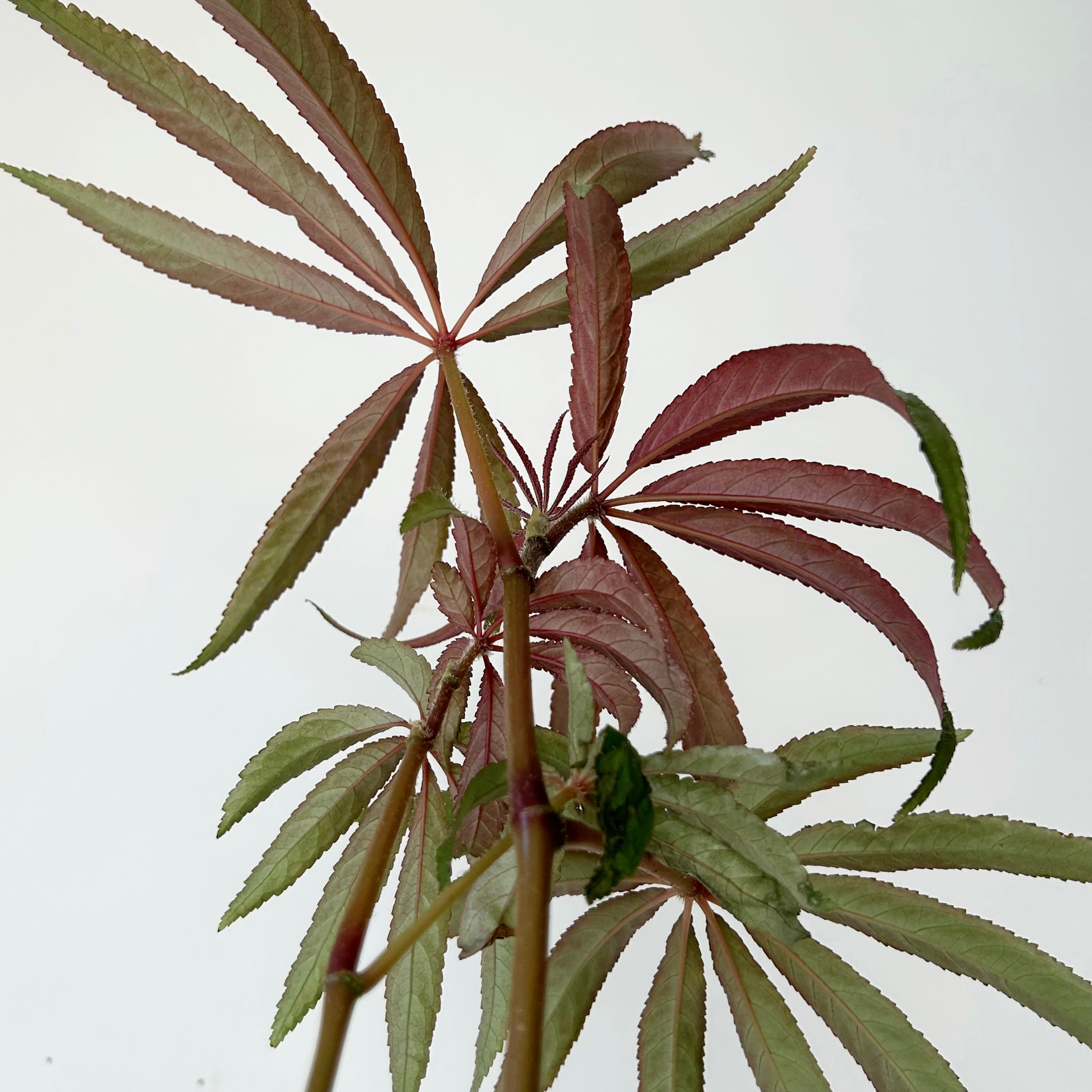 Palm Leaf Begonia (Luxurians) 4”pot