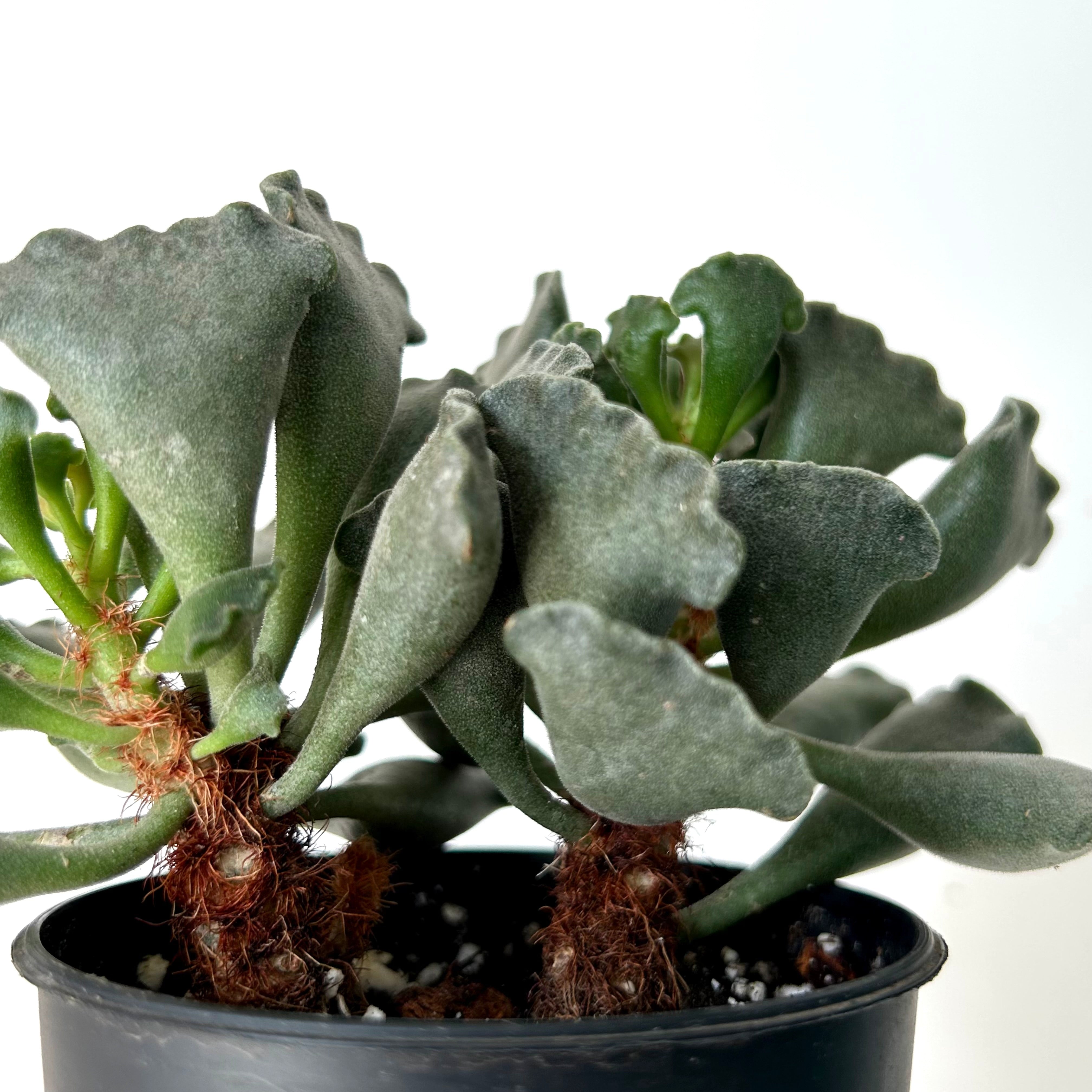 Crinkle-Leaf Adromischus Cristatus 3”pot