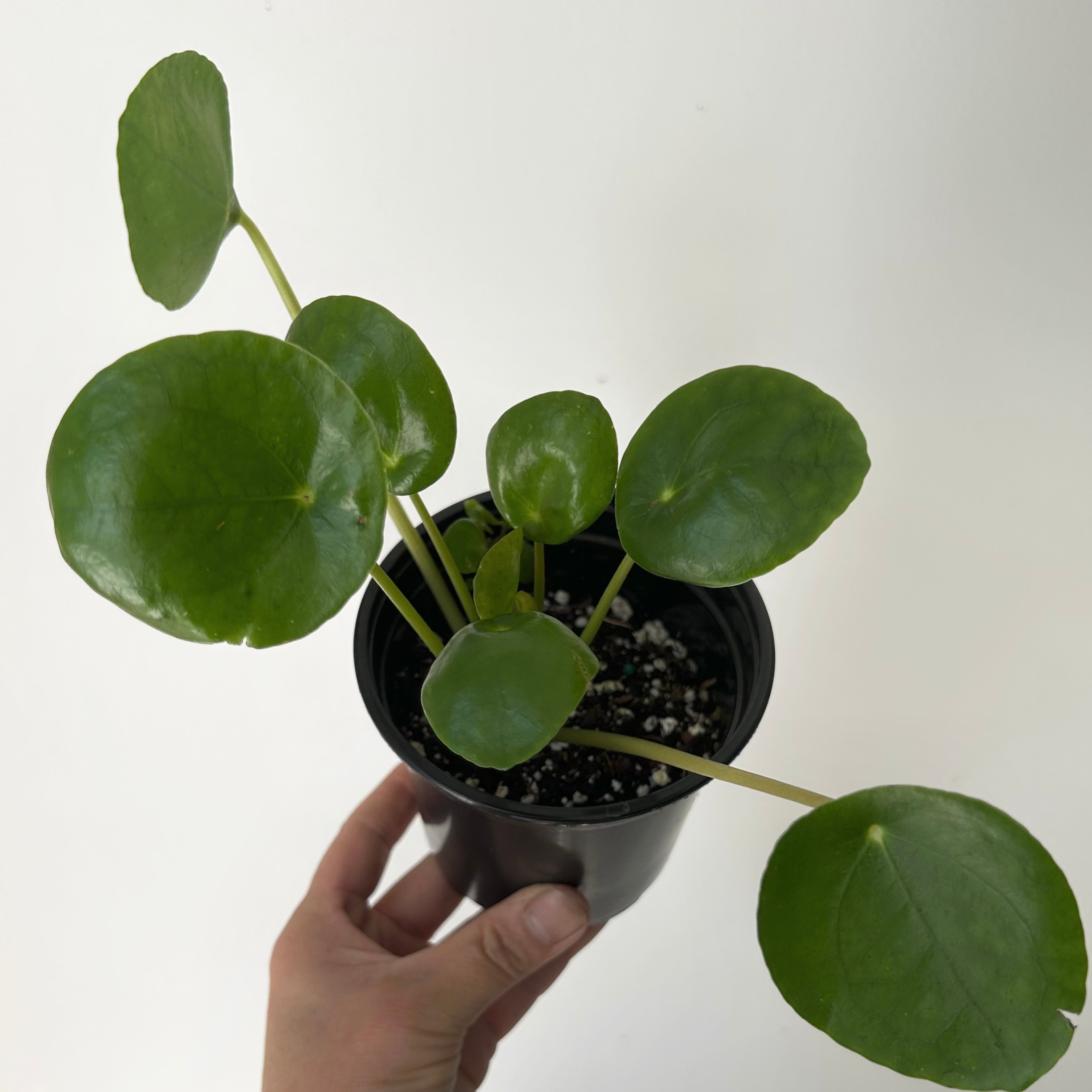 Chinese Money Plant (Pilea Peperomioides) 4”pot