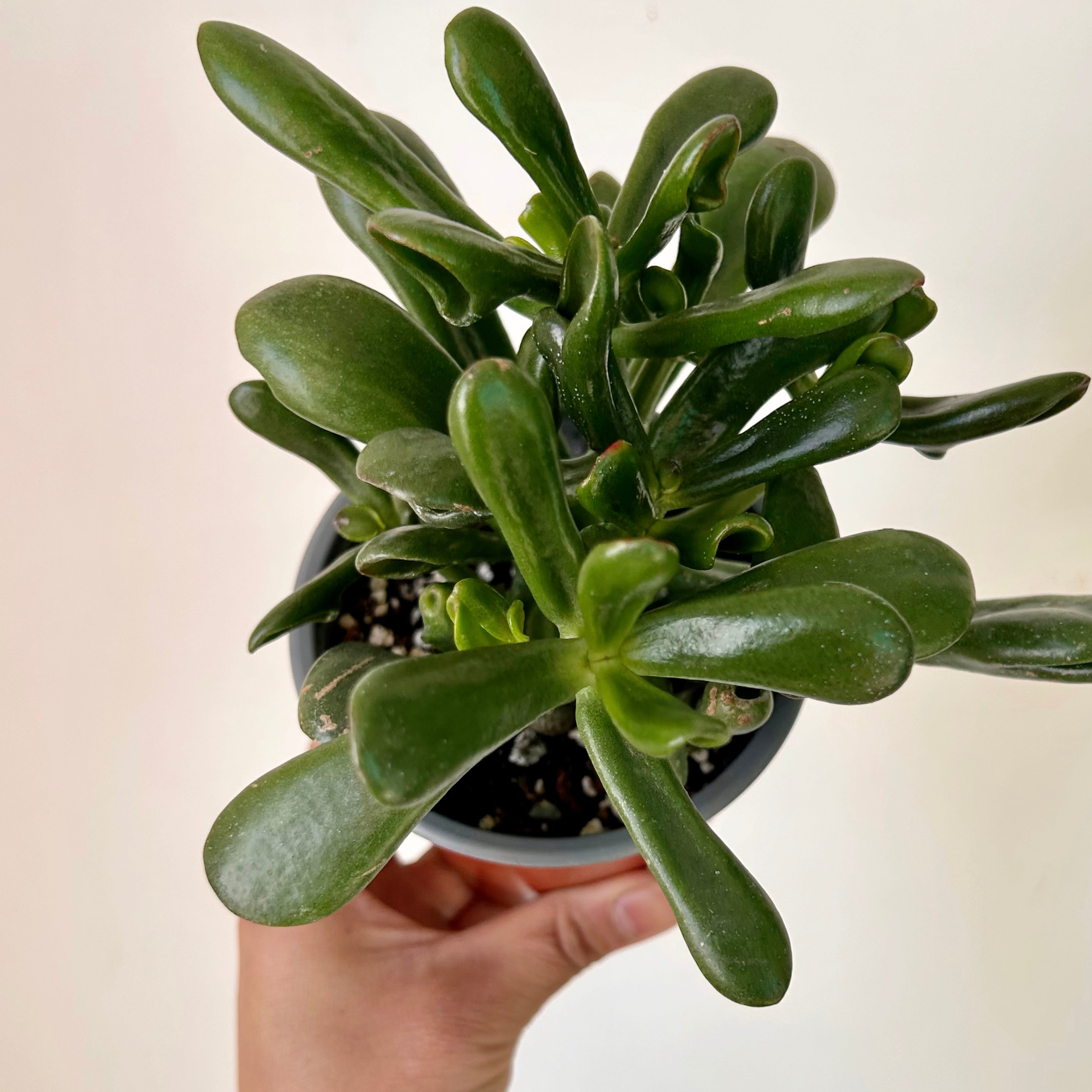 Hobbit Jade (Crassula) 4"” pot