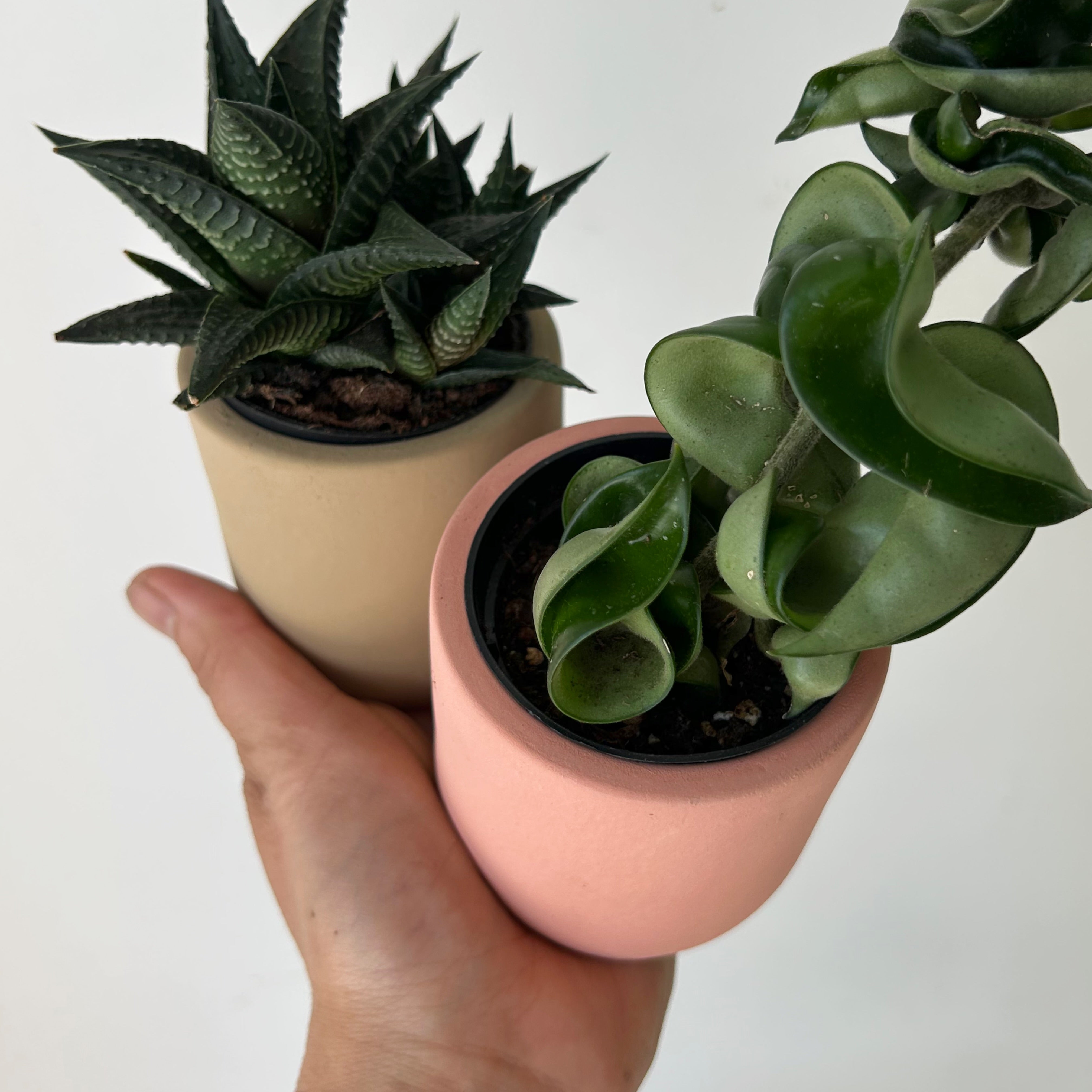 FAYE Cylindrical Clay decorative pot (2.5”x2.5”) available in two colours