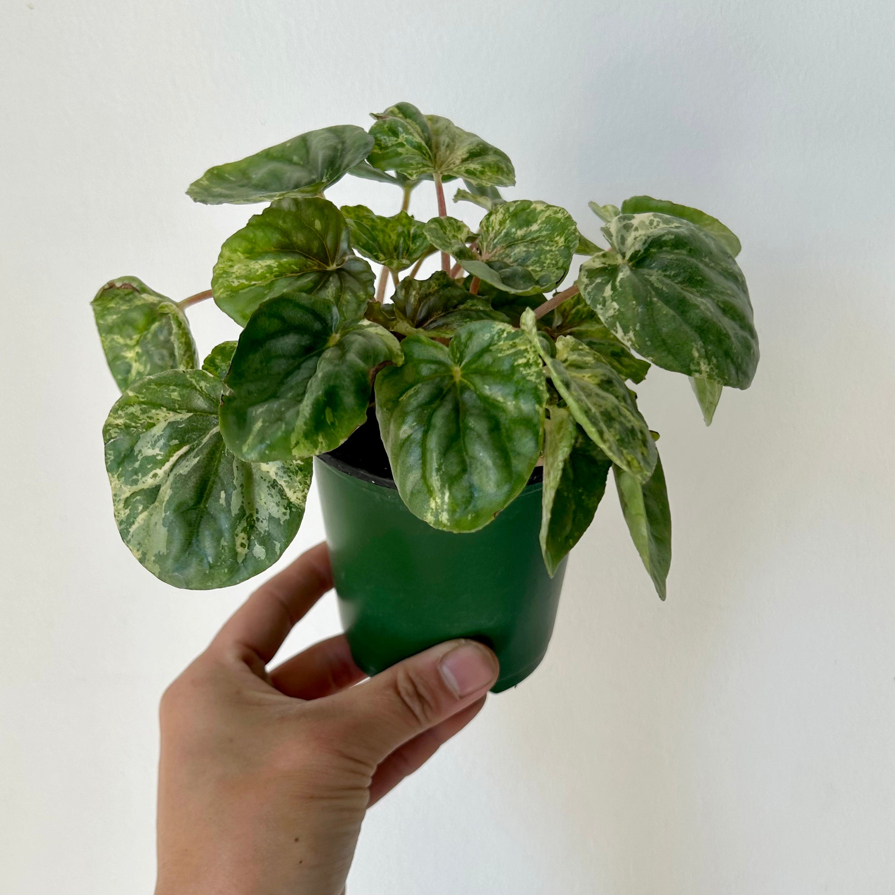 Peperomia Caperata variegated “pink lady”3.5”pot
