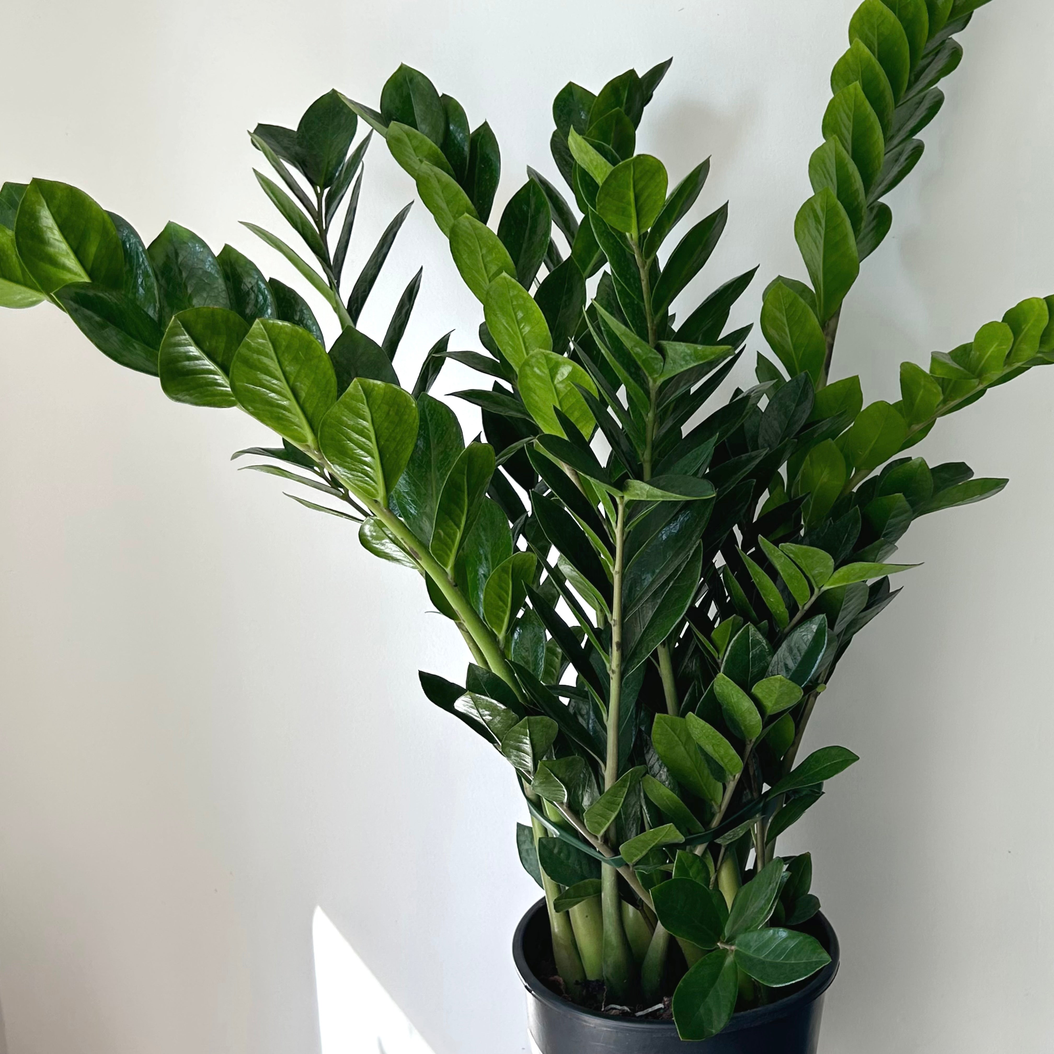 ZZ Plant (Zamioculcas Zamiifolia) approximately 2.5 ft tall in 8”pot