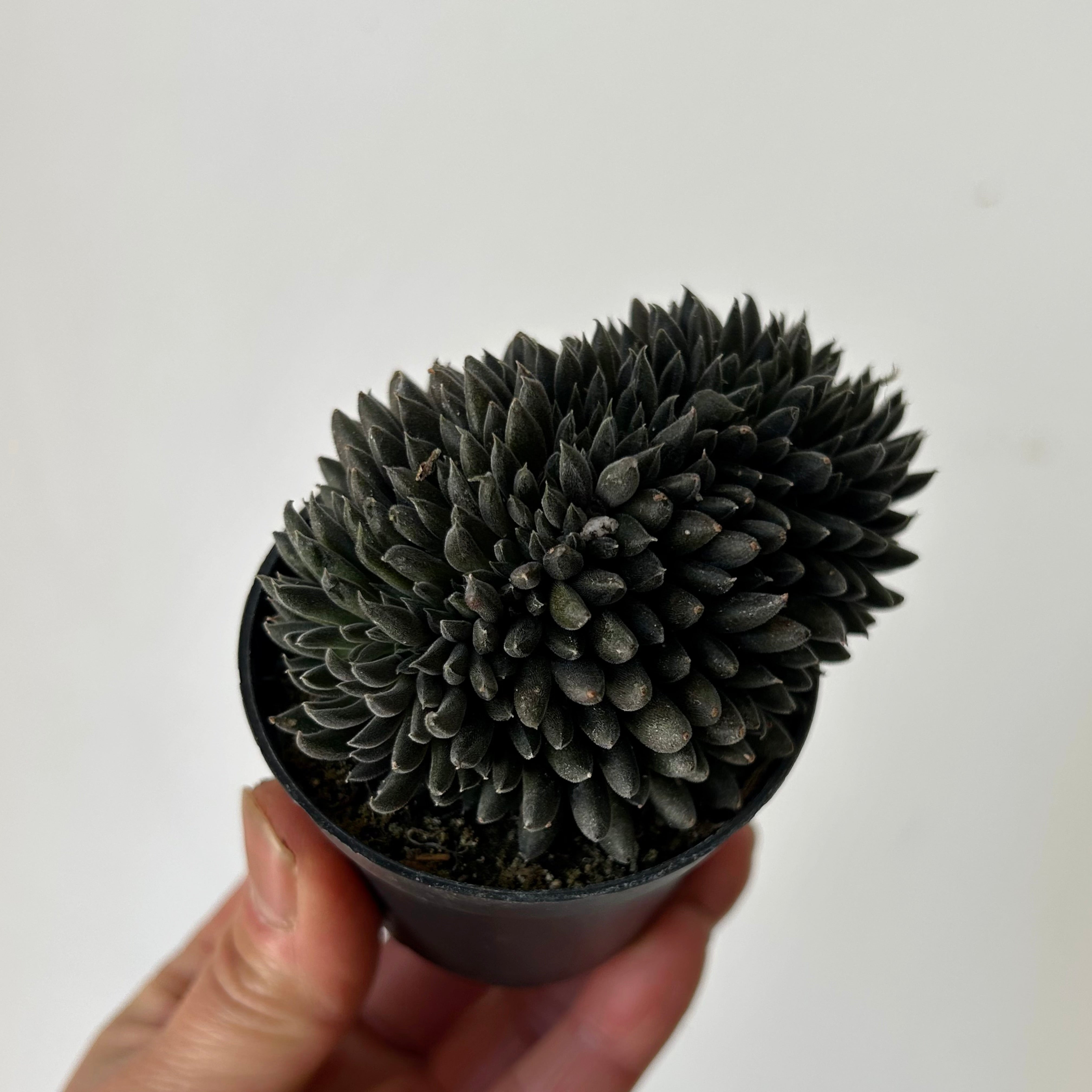 Chinese Jade Cristata (Sinocrassula Yunnanensis) 2.75”pot