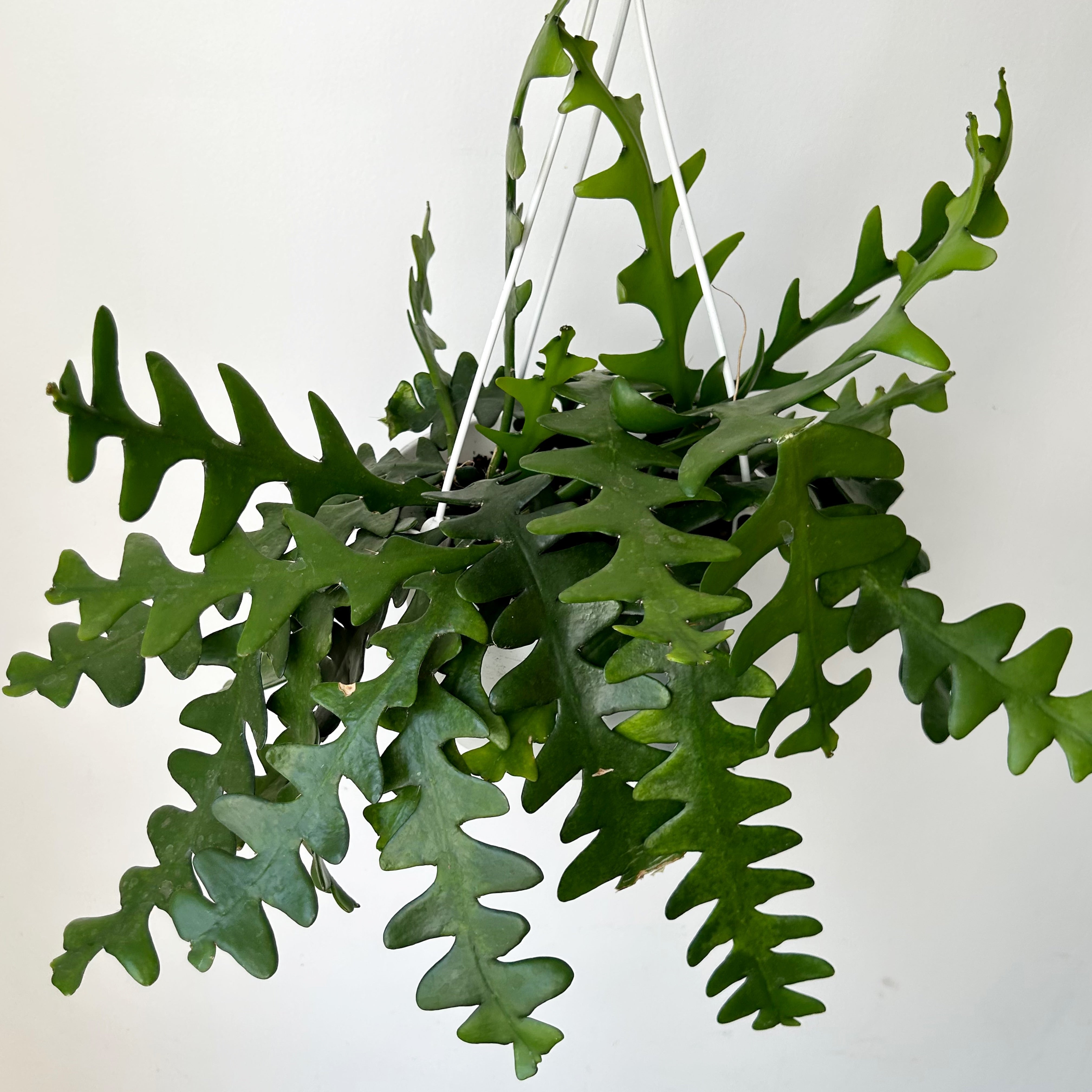Fishbone Cactus (Epiphyllum anguliger) 8”hanging basket