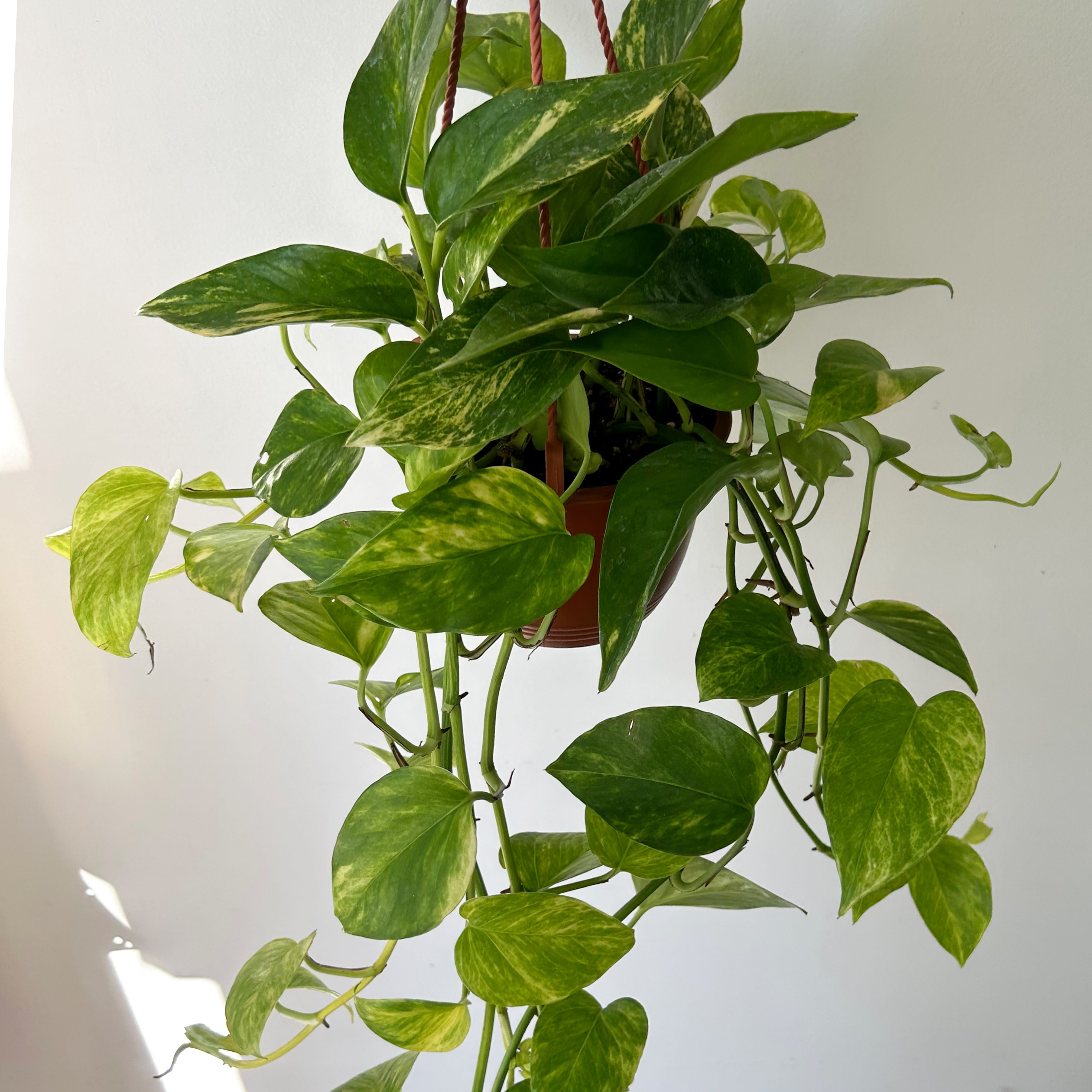 Pothos “Neon Queen” 6” hanging  basket
