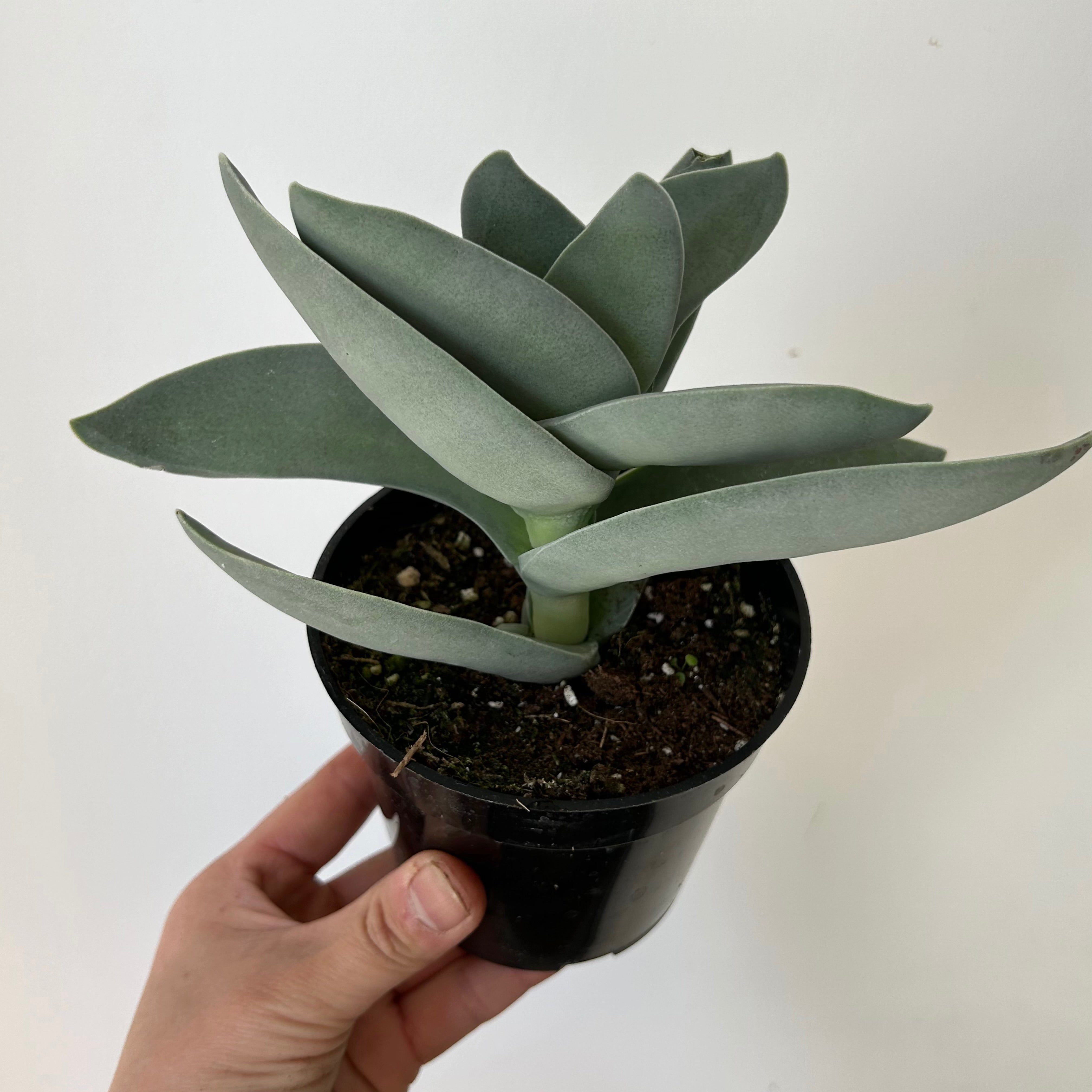 Propeller Succulent (Crassula falcata) 4”pot