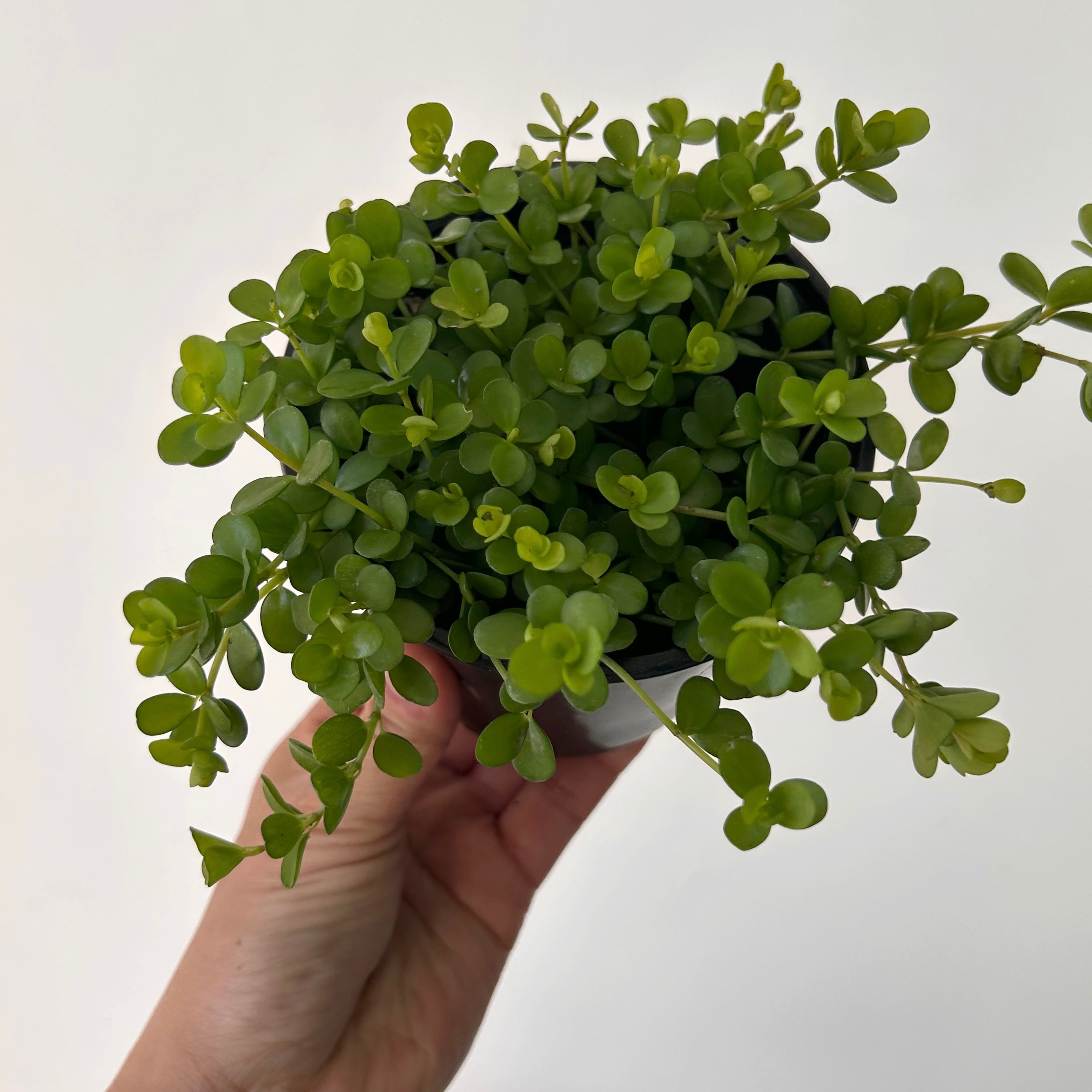 Peperomia deppeana"Rondo Romana” 4”pot