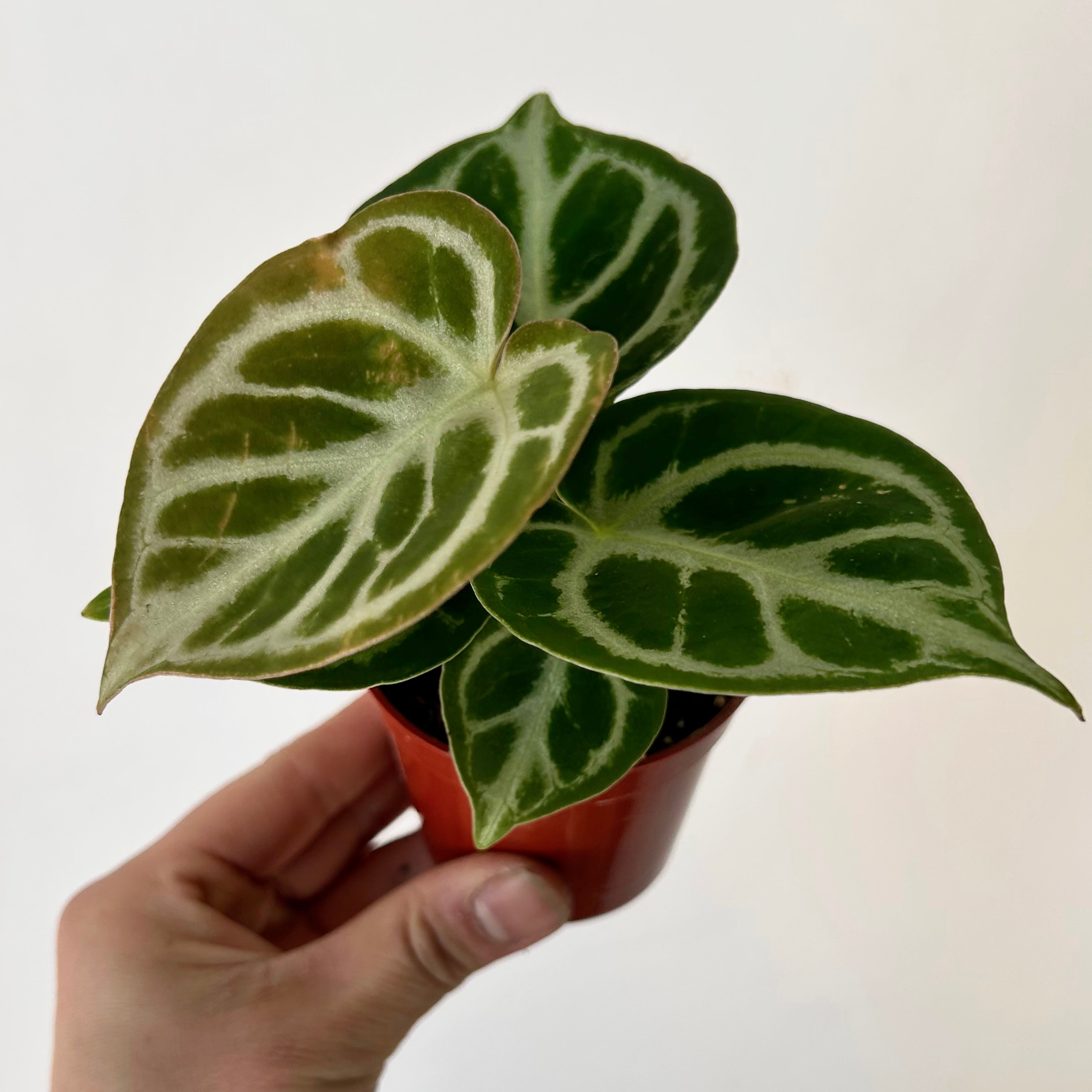 Anthurium dorayaki X 3” pot